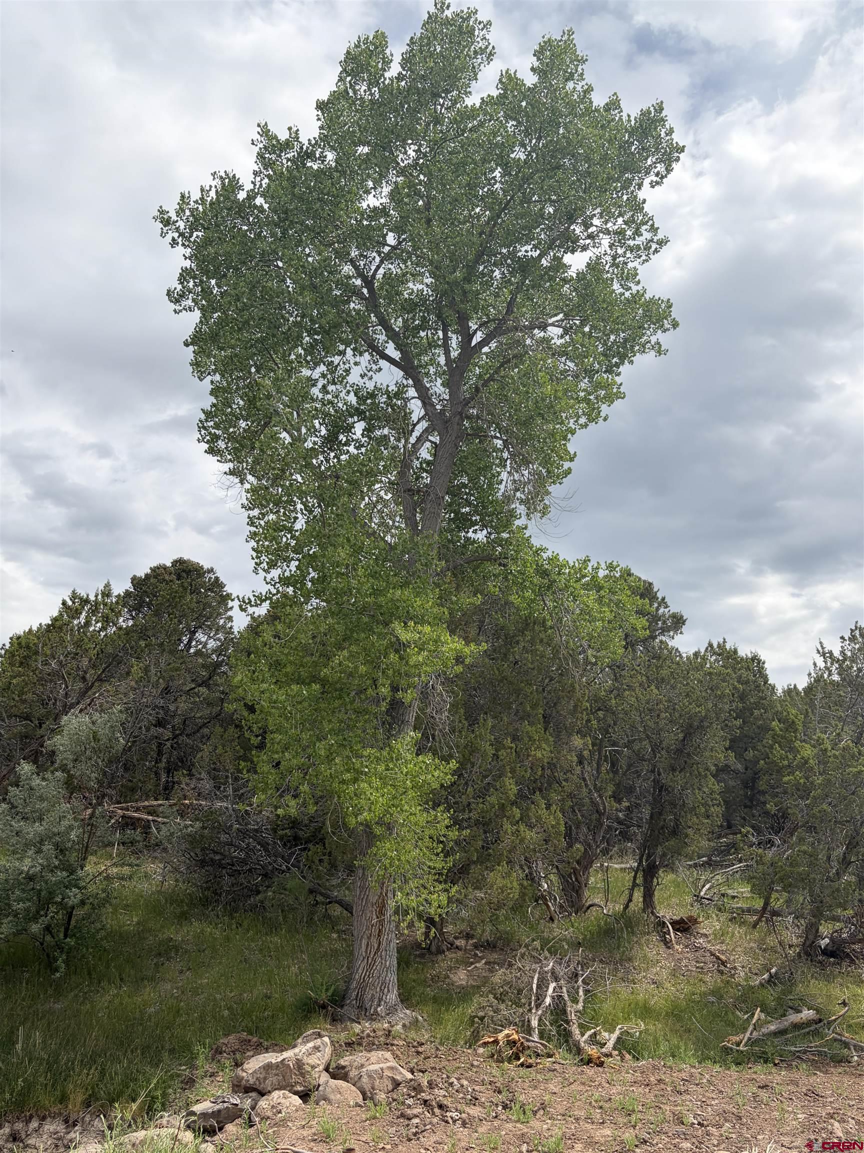 Tbd Cactus Park Road Cedaredge, CO 81413 - Photo 4 of 12