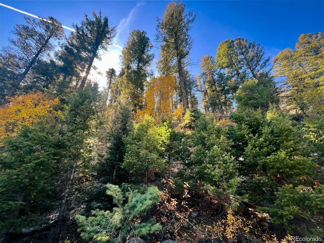 6187 Starkbeather Road San Luis, CO 81152 - Photo 14 of 18 a view of a bunch of trees