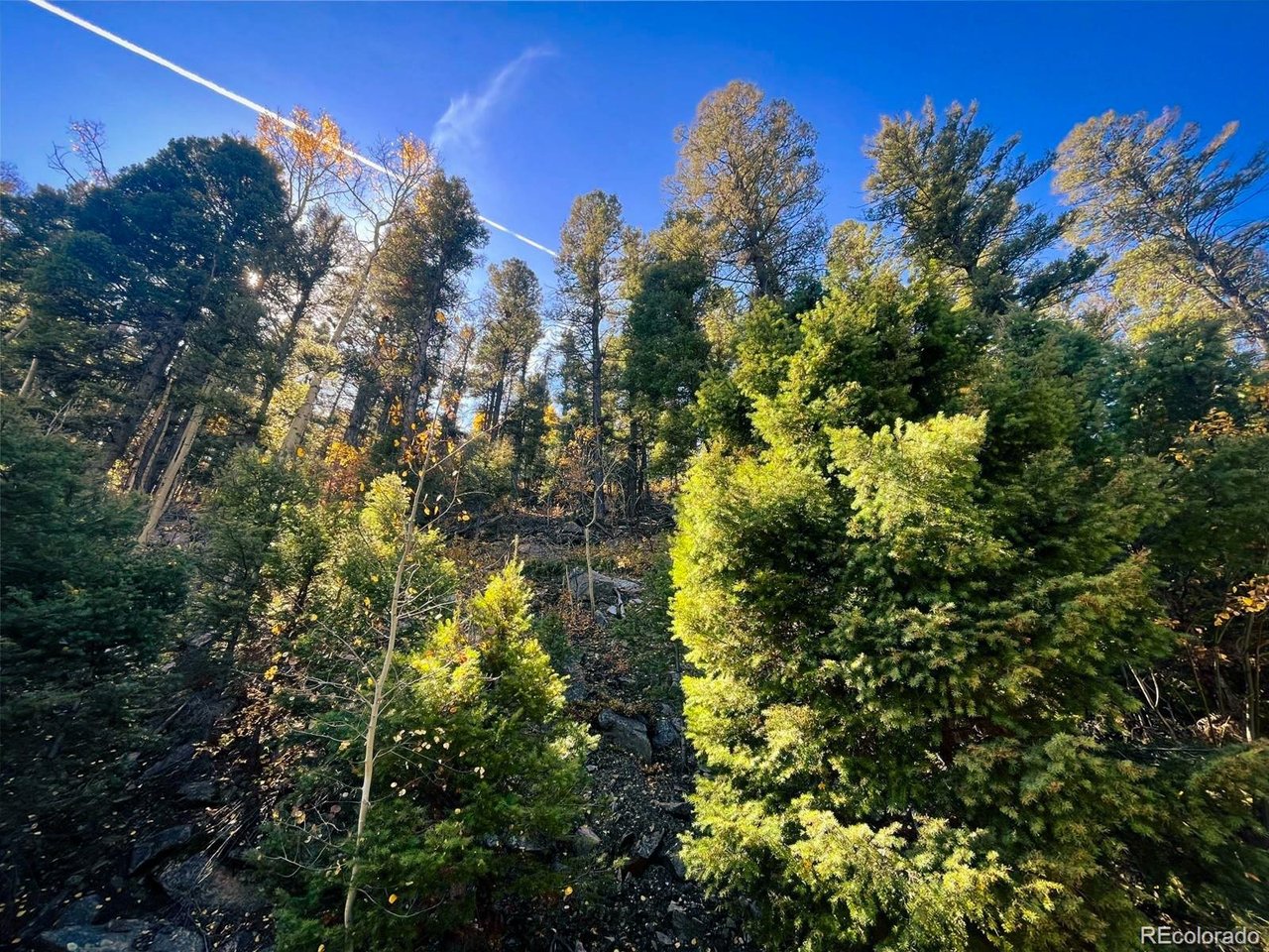 6187 Starkbeather Road San Luis, CO 81152 - Photo 15 of 18 a view of a tree