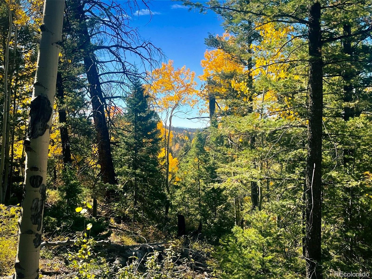 6187 Starkbeather Road San Luis, CO 81152 - Photo 5 of 18 a view of a tree in a yard