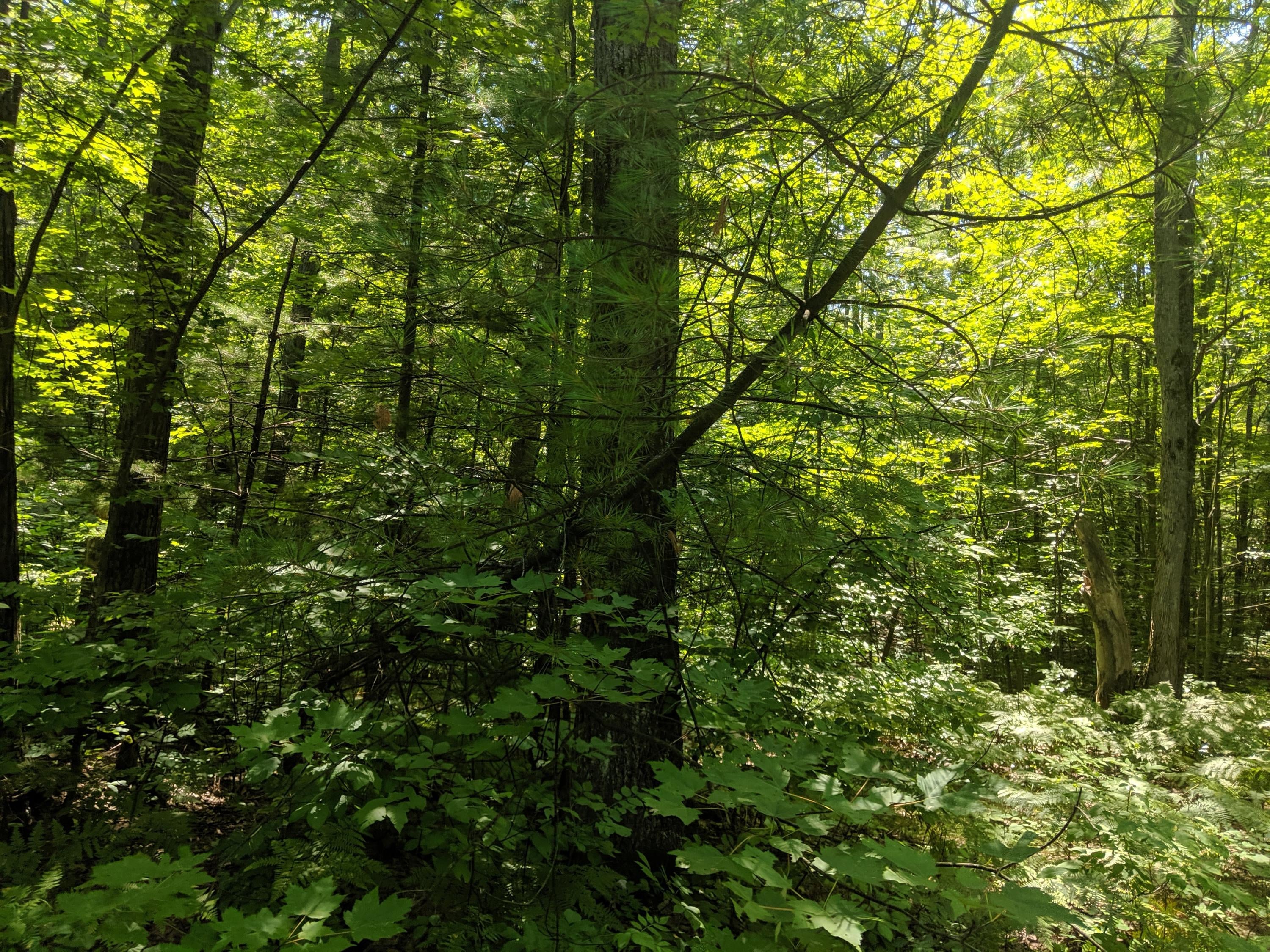 Hardy Grade Road Mio, MI 48647 - Photo 20 of 22 Gallery Image 20