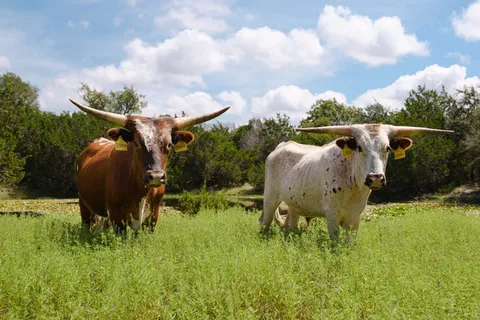 $650,000 | 234 Zonetail Cove, Austin, TX 78737