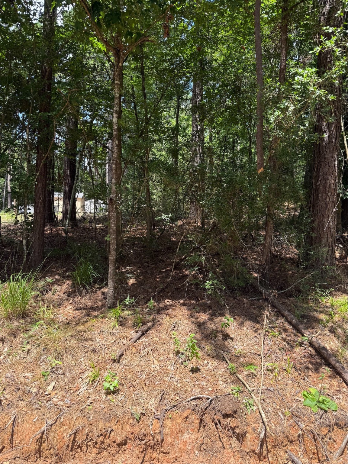0 Non-Such Road Livingston, TX 77351 - Photo 1 of 6 a view of a yard with trees