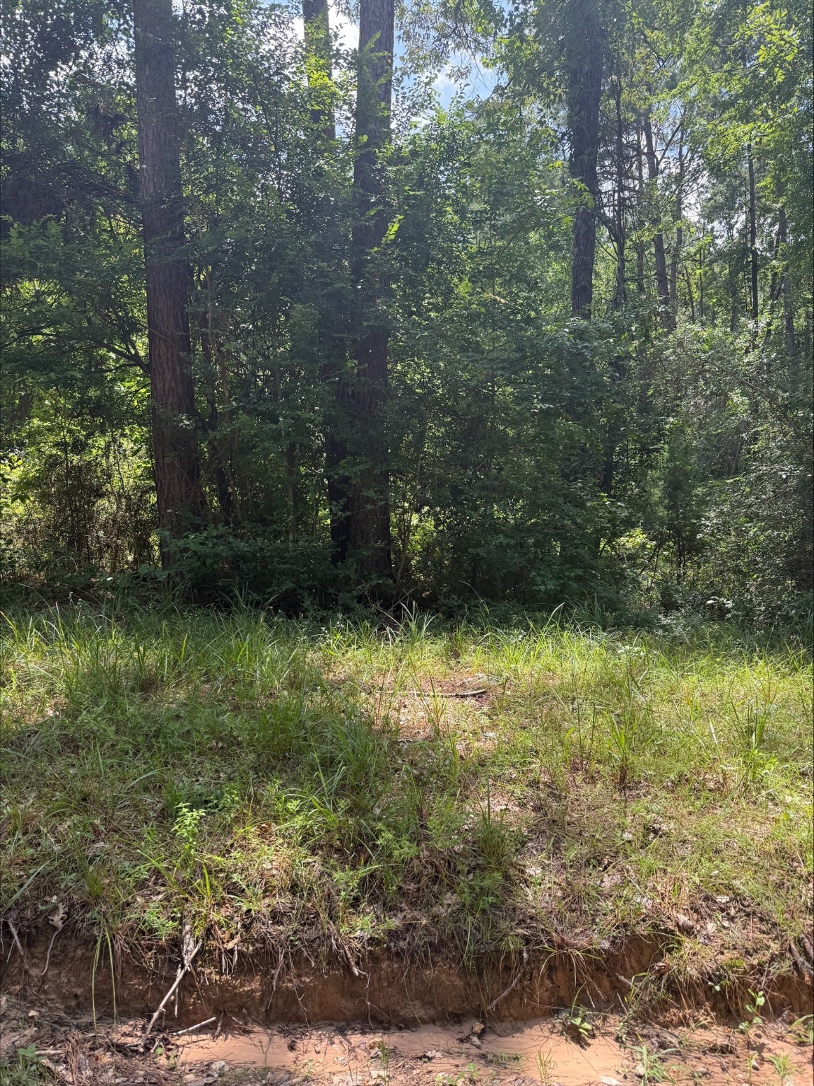 0 Non-Such Road Livingston, TX 77351 - Photo 2 of 6 a view of a yard