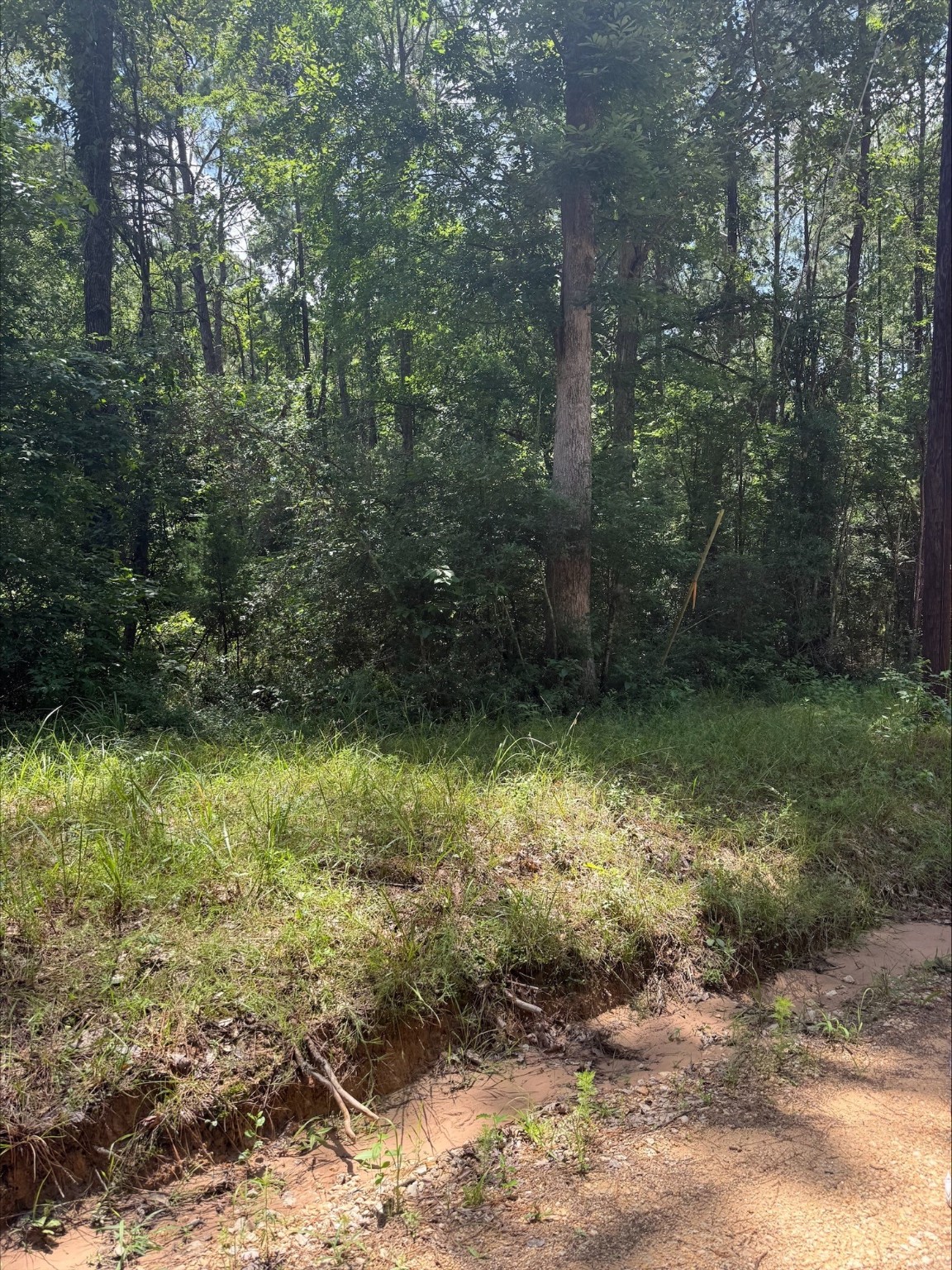 0 Non-Such Road Livingston, TX 77351 - Photo 3 of 6 a view of a yard