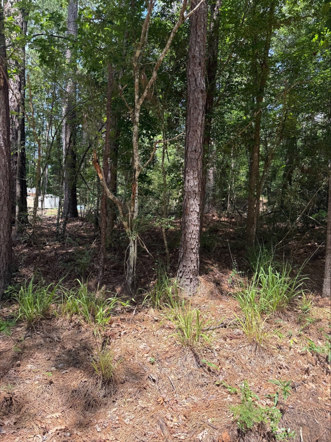 0 Non-Such Road Livingston, TX 77351 - Photo 4 of 6 a backyard of a house with lots of green space