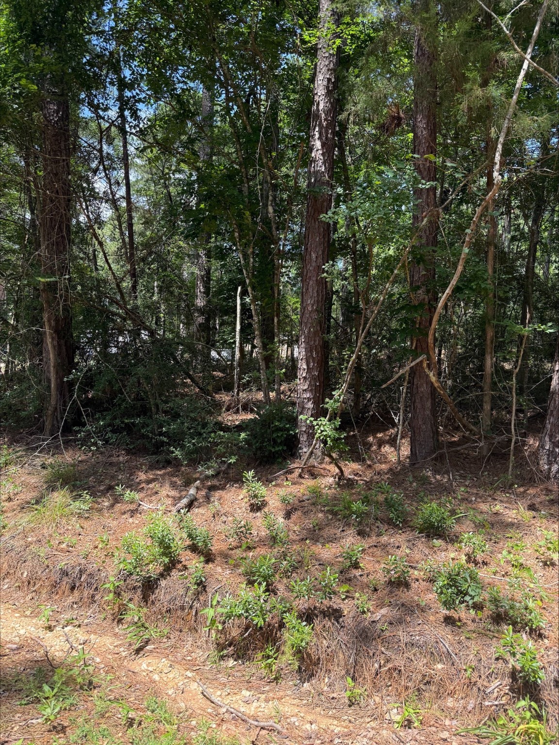 0 Non-Such Road Livingston, TX 77351 - Photo 6 of 6 a view of backyard with green space