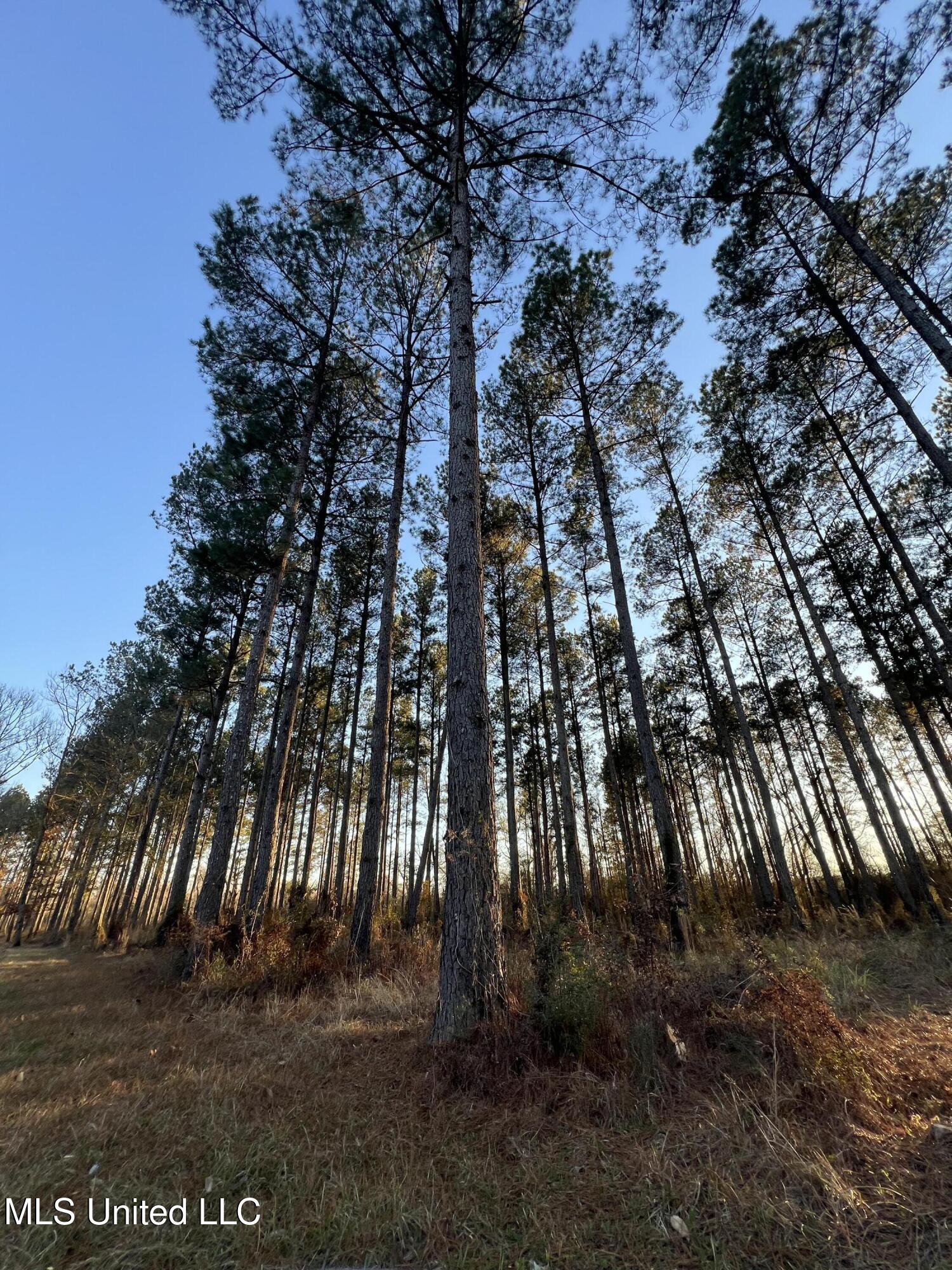 4060 Highway 24 Liberty, MS 39645 - Photo 2 of 22 IMG_2800