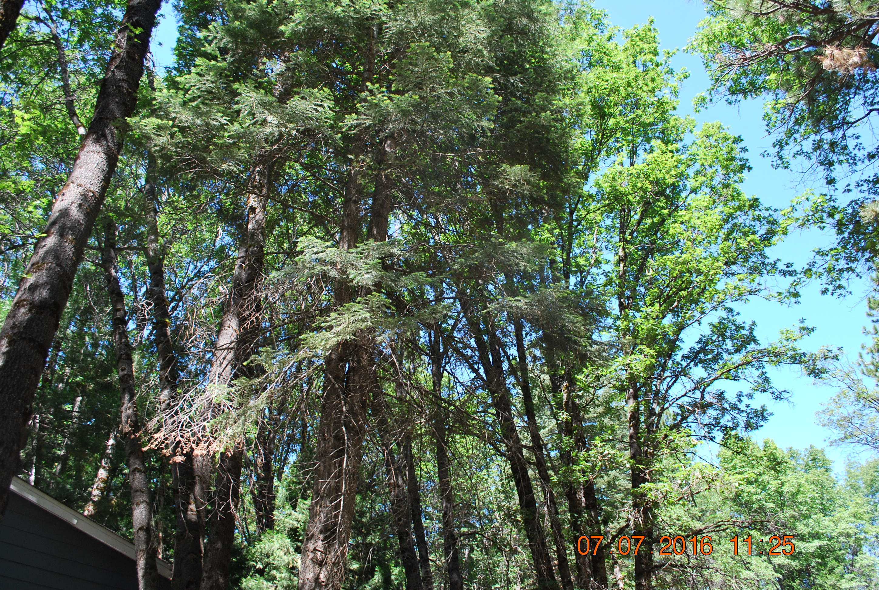 7490 Brett Road Shingletown, CA 96088 - Photo 43 of 46 7490 Brett trees 4