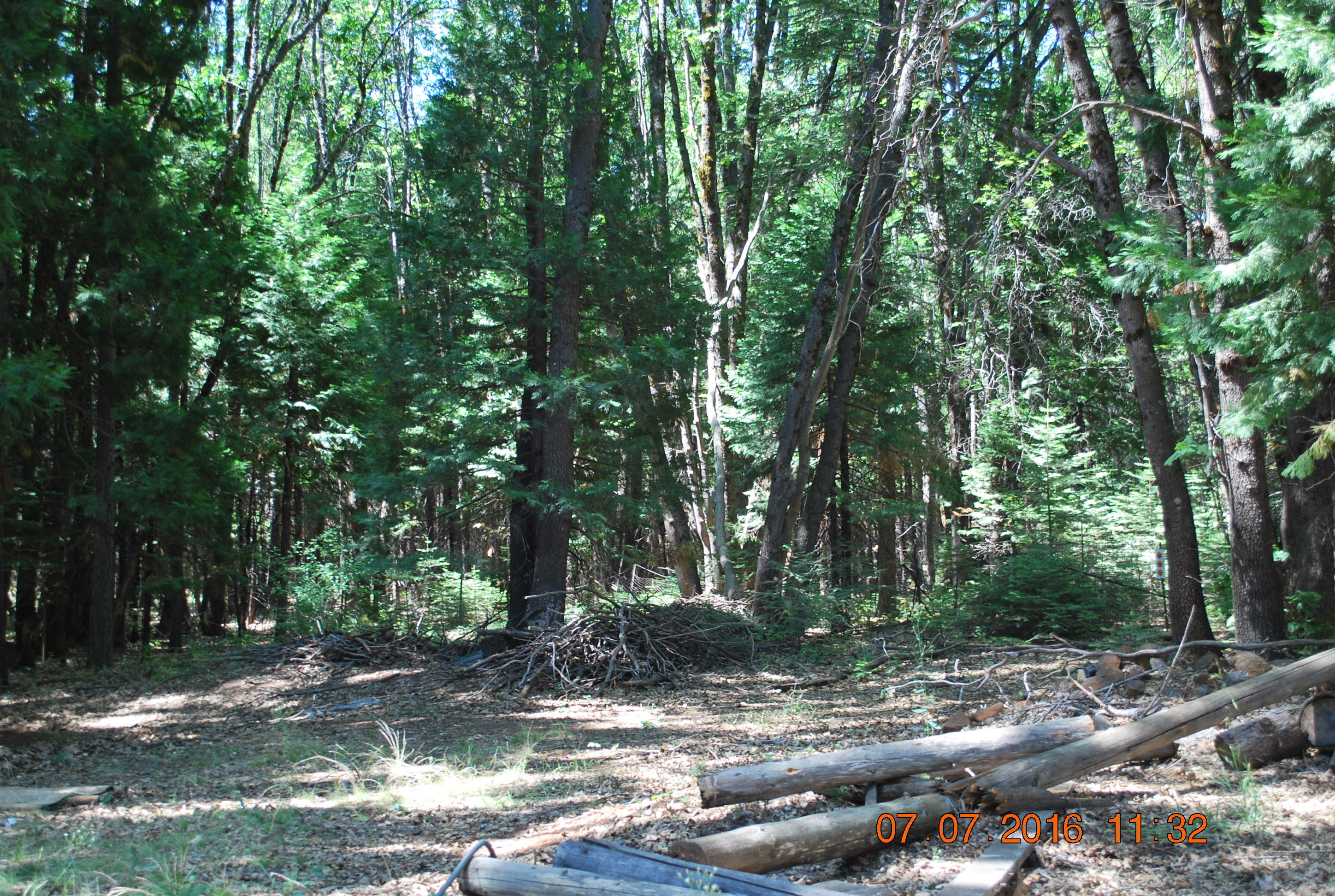 7490 Brett Road Shingletown, CA 96088 - Photo 44 of 46 7490 Brett trees 6