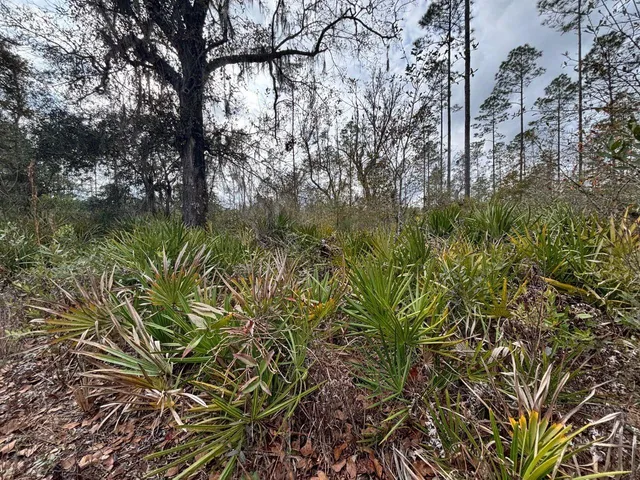 $55,000 | Vacant Southwest Ontario Road, Greenville, FL 32331