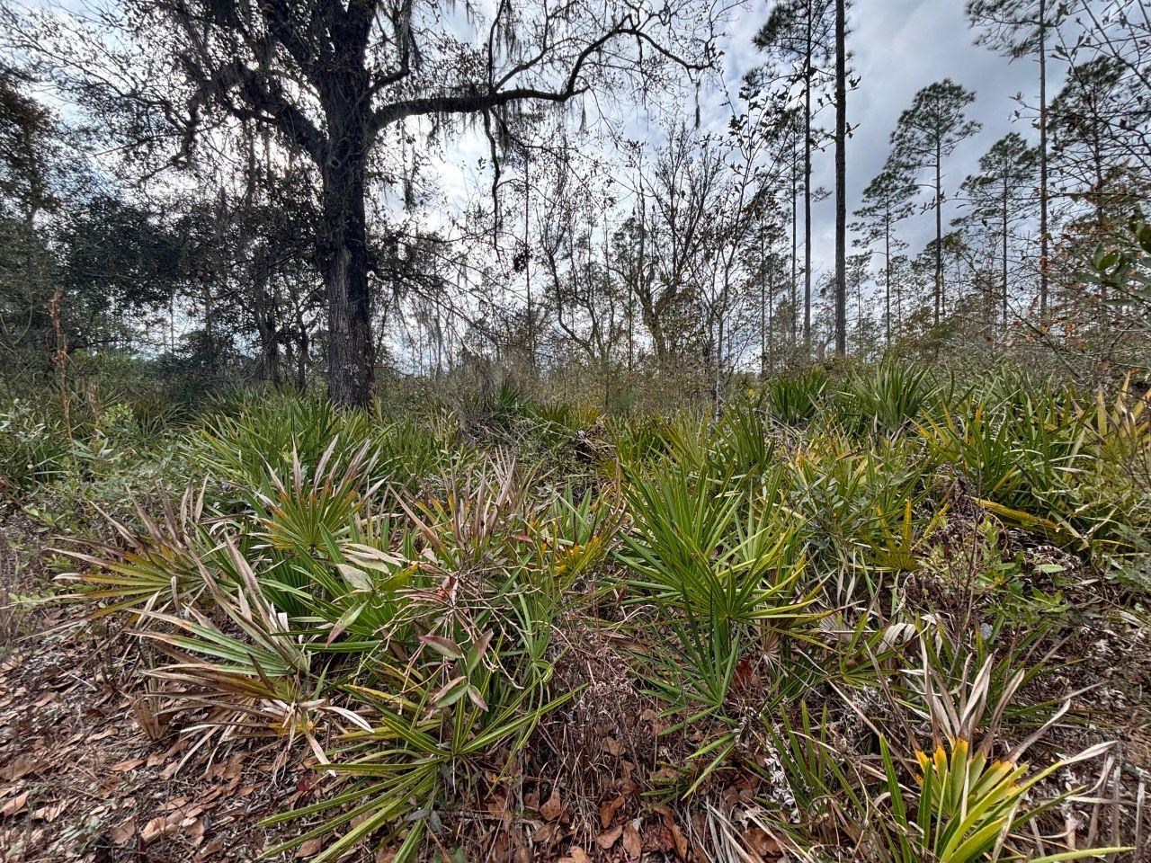 Vacant Southwest Ontario Road Greenville, FL 32331 - Photo 11 of 14