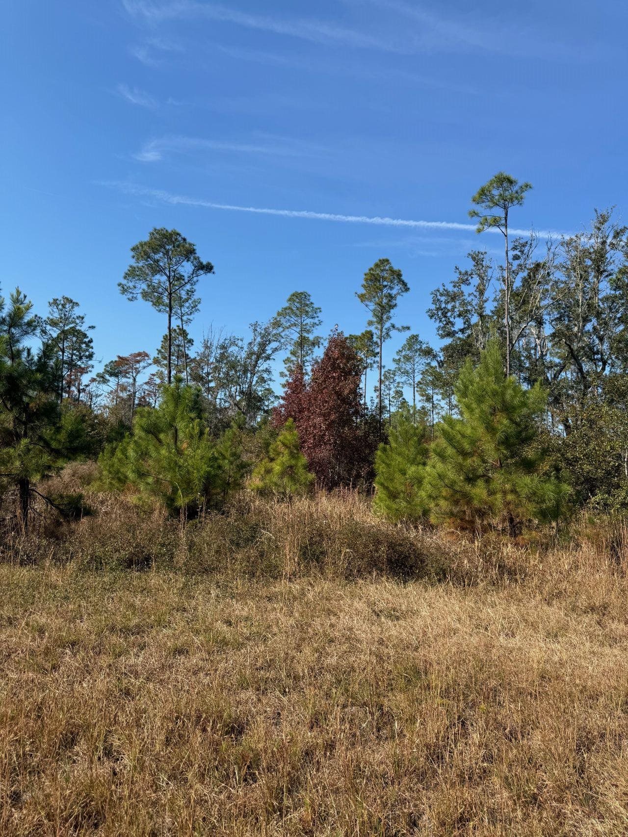 Vacant Southwest Ontario Road Greenville, FL 32331 - Photo 2 of 14