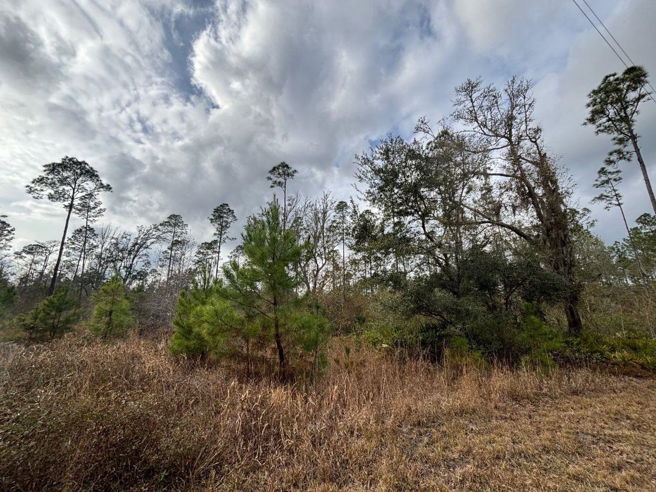 Vacant Southwest Ontario Road Greenville, FL 32331 - Photo 9 of 14