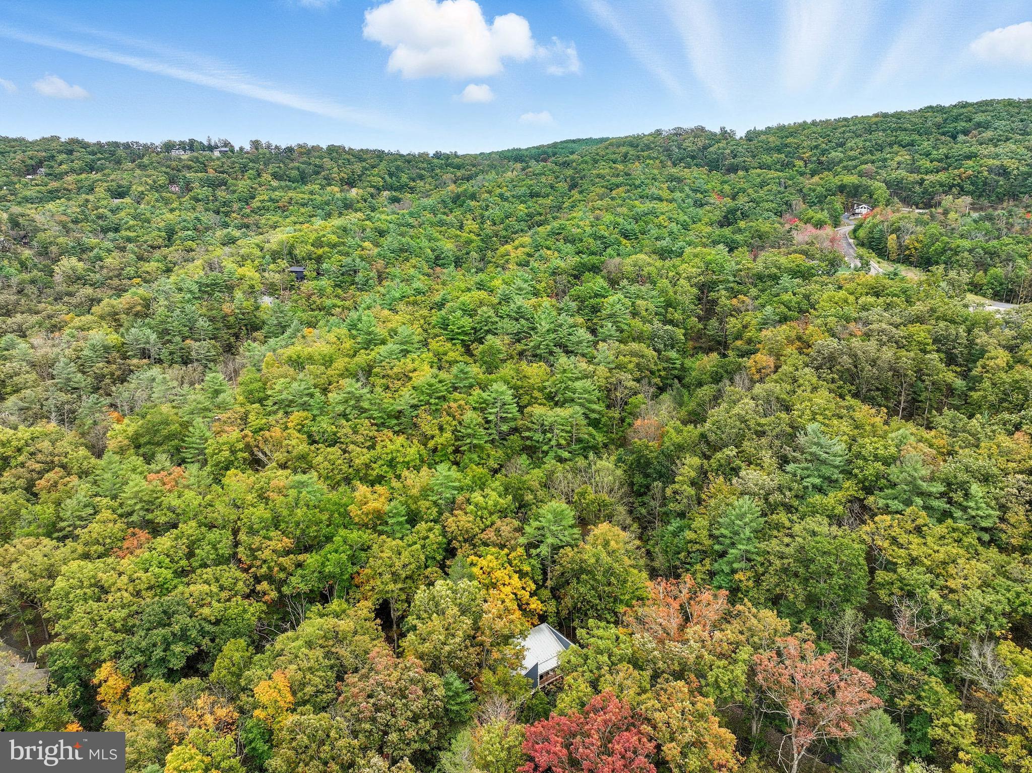 16 Spruce Hollow Road Basye, VA 22842 - Photo 40 of 50 a view of a big yard with plants and a large tree