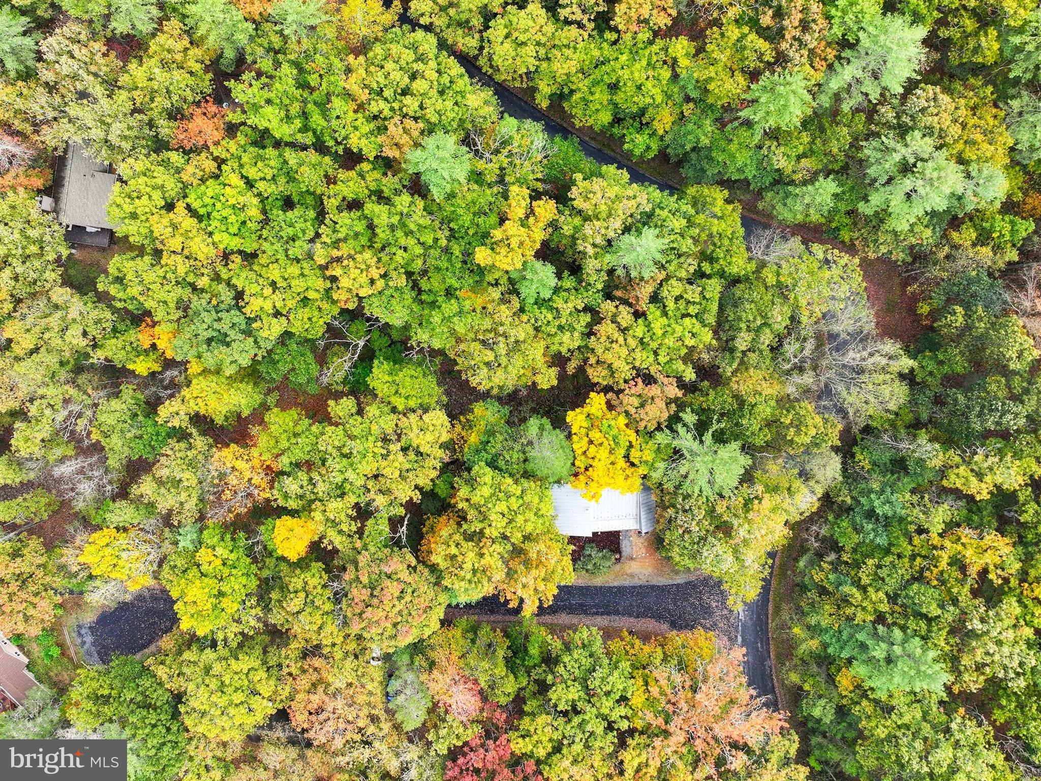 16 Spruce Hollow Road Basye, VA 22842 - Photo 47 of 50 a view of a yard with plants