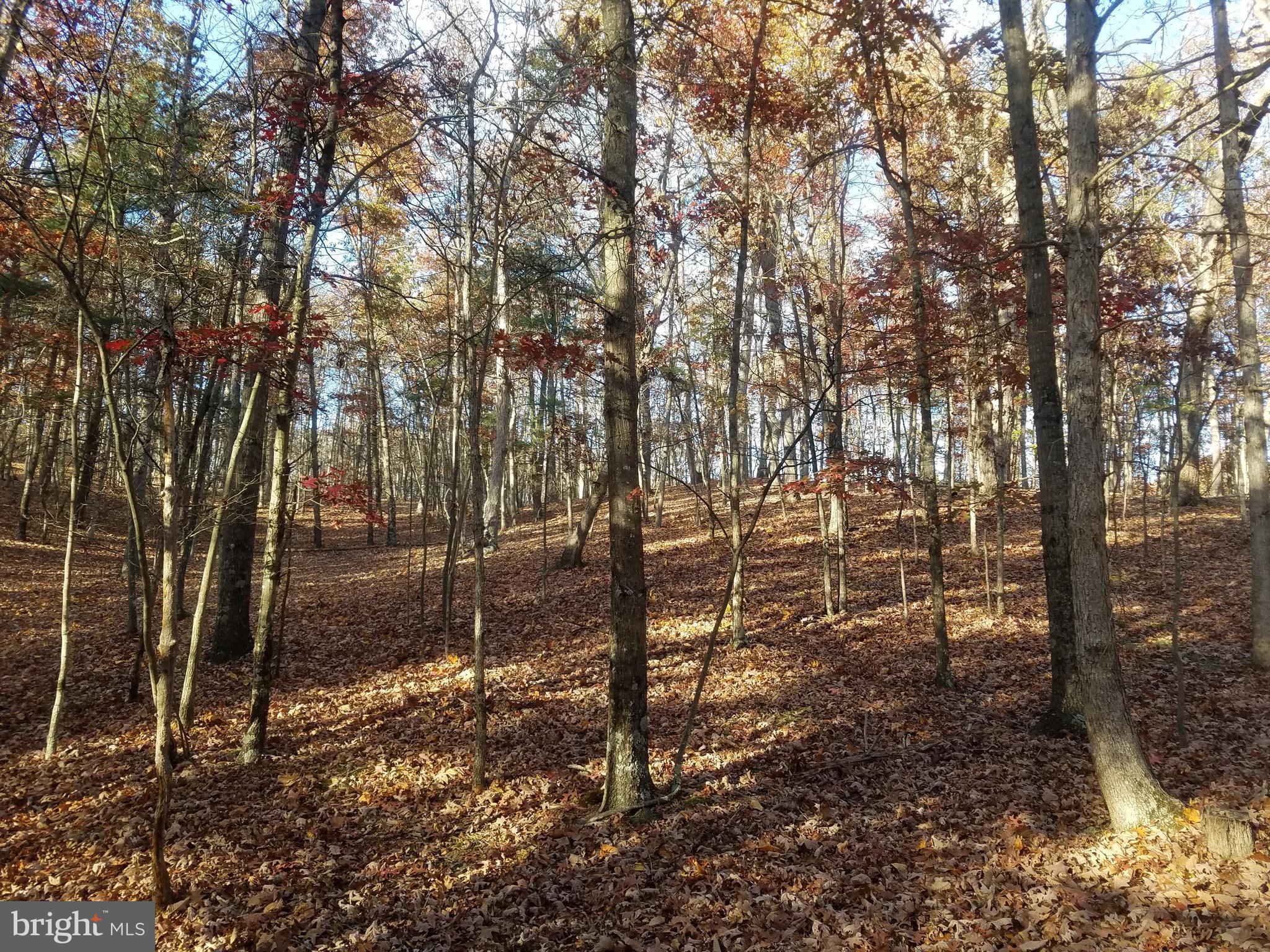 Turkey Hollow Road Romney, WV 26757 - Photo 11 of 21