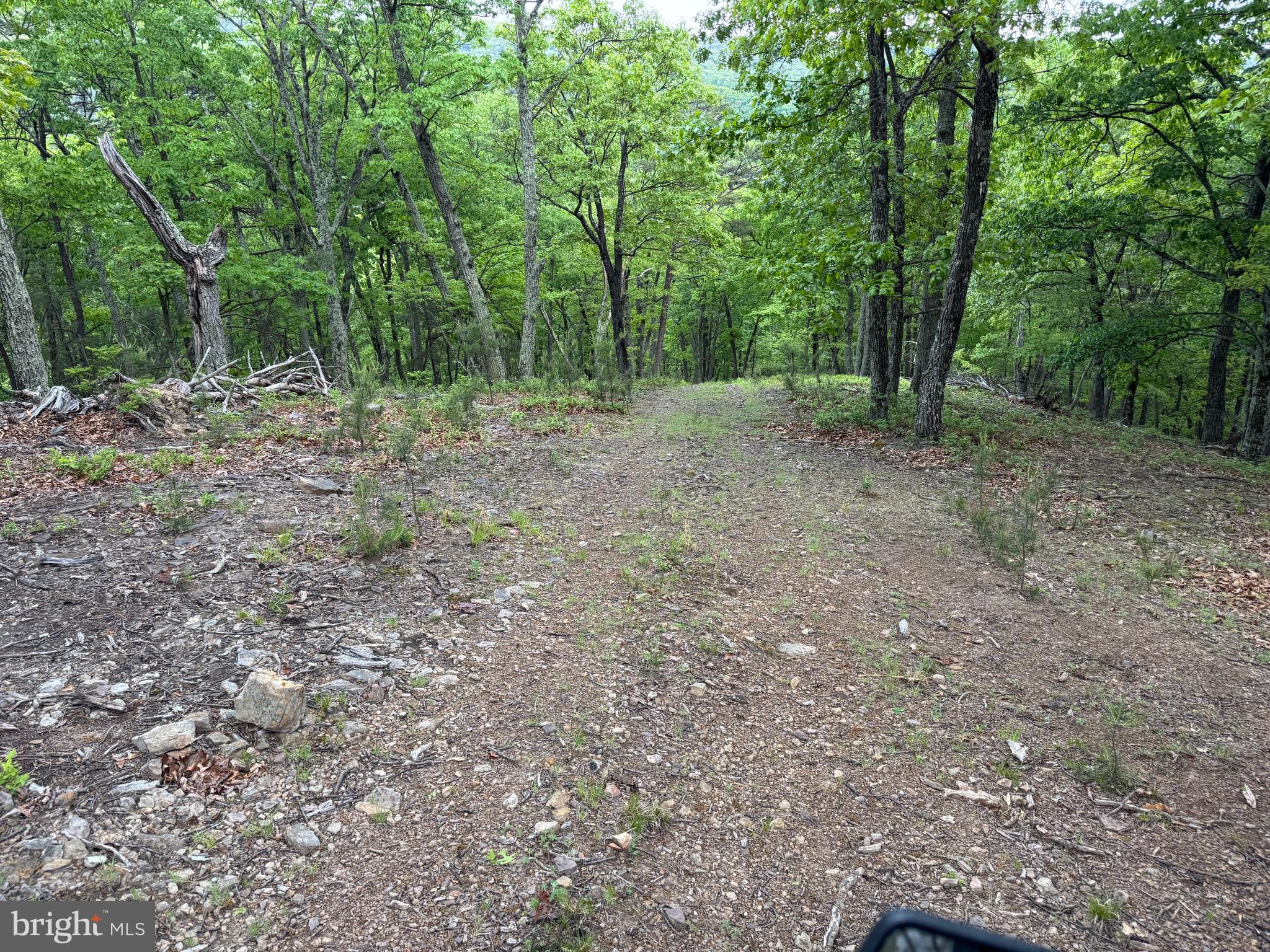 213 Hampshire Ridge Romney, WV 26757 - Photo 6 of 8 a view of outdoor space with trees all around