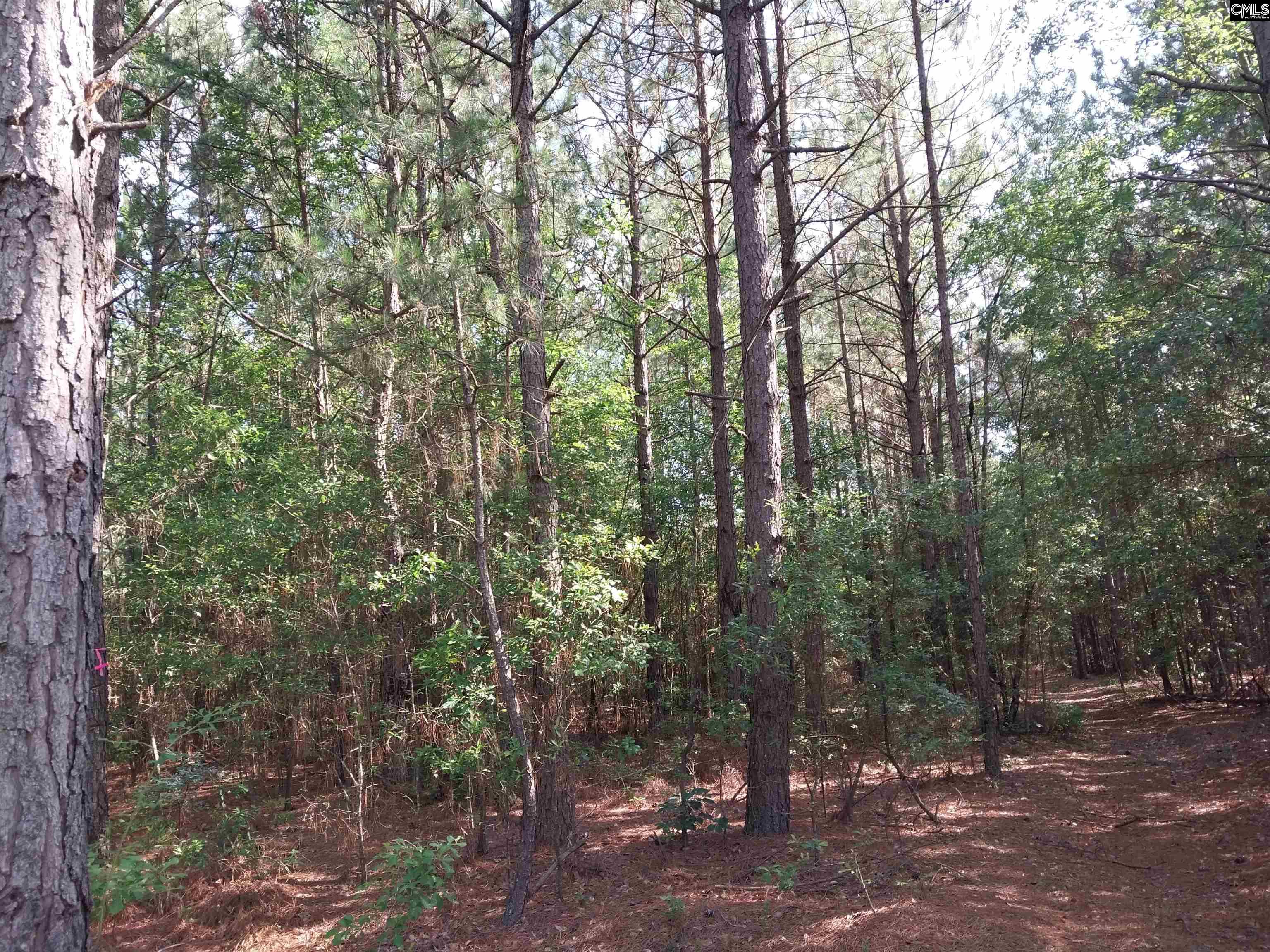 408 Sells Court Pelion, SC 29123 - Photo 5 of 6