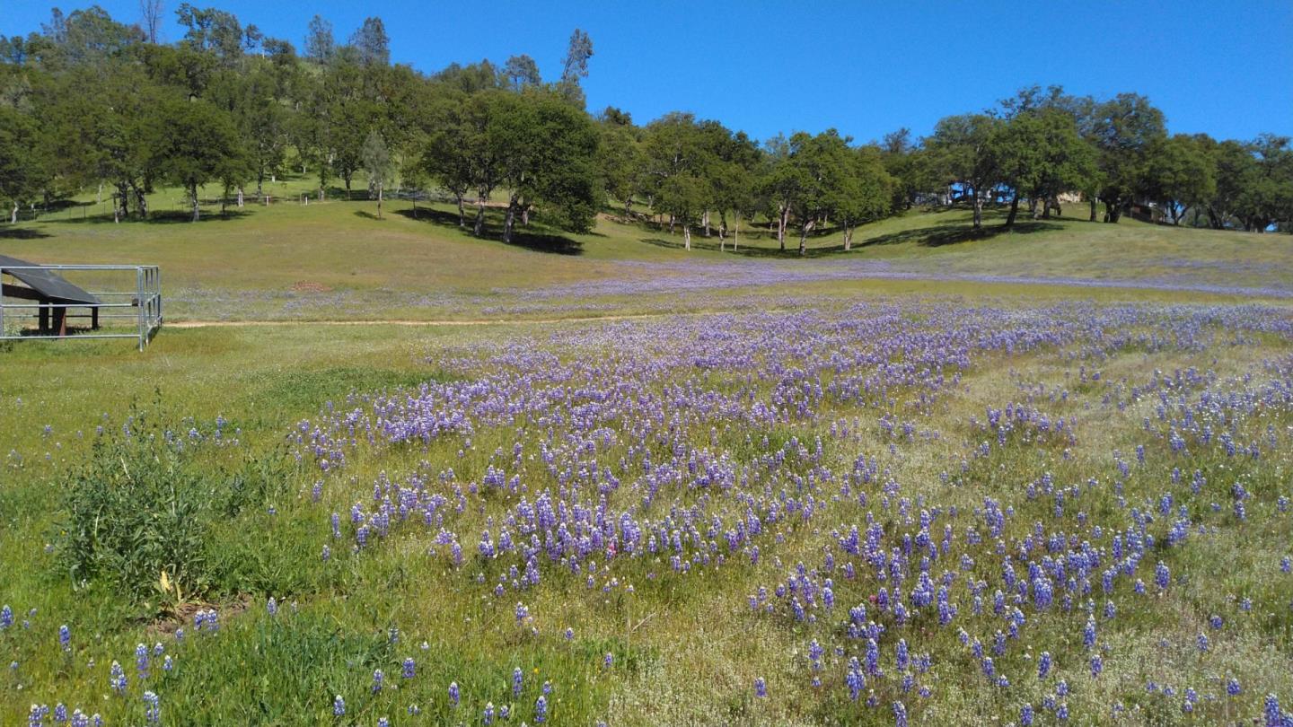 38483 Milpitas Road Greenfield, CA 93927 - Photo 53 of 55 a view of a field with of trees