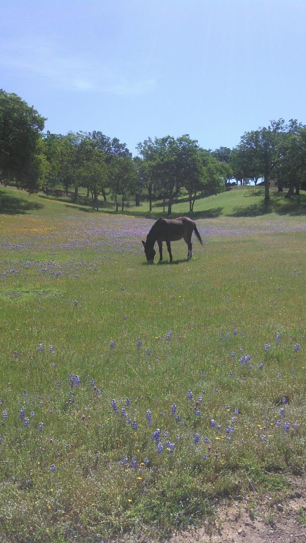 38483 Milpitas Road Greenfield, CA 93927 - Photo 55 of 55 a view of lake with mountain view