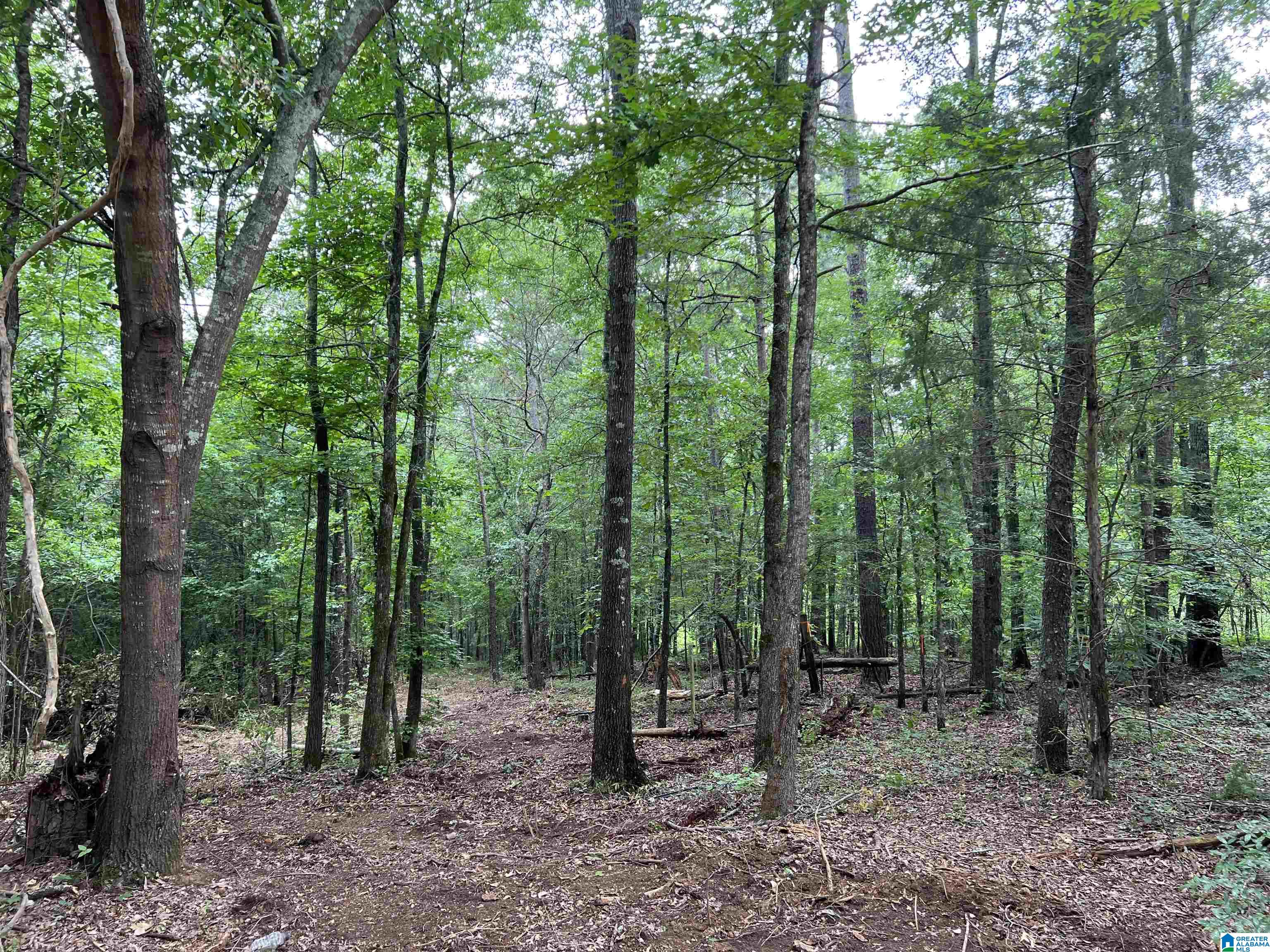 9-acres Mahaffey Road, Unit 9 ACRES Eastaboga, AL 36260 - Photo 1 of 7