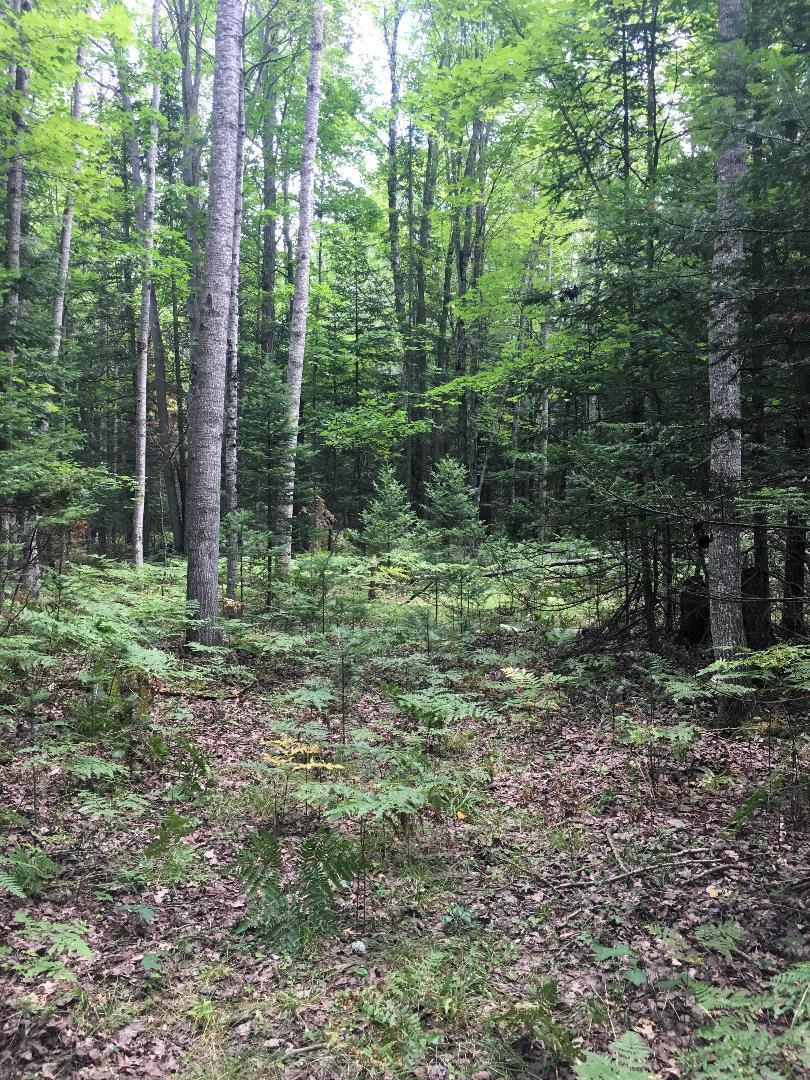 Trask Lake Road Barton City, MI 48705 - Photo 8 of 12 Gallery Image 8