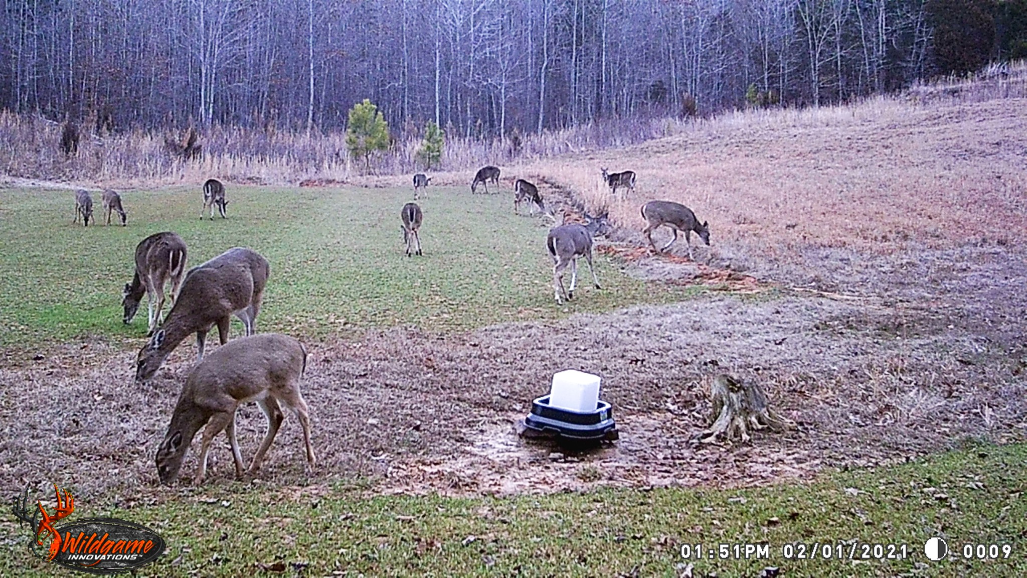 0 Pearson Road Cedar Grove, TN 38321 - Photo 17 of 21