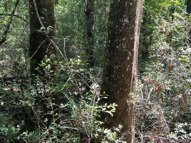5.24-ac Adams Pond Road Opp, AL 36467 - Photo 9 of 18 Gallery Image 9