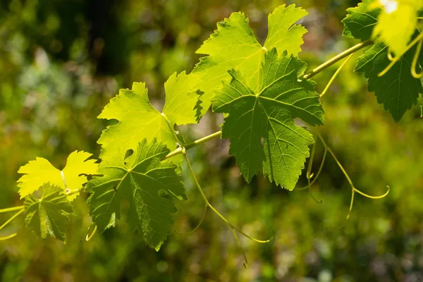 $1,499,900 | 7551 Hunters Valley Road, Mariposa, CA 95338