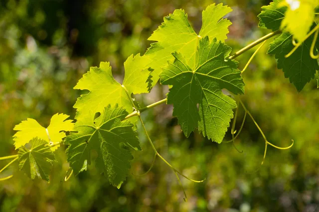 $1,499,900 | 7551 Hunters Valley Road, Mariposa, CA 95338