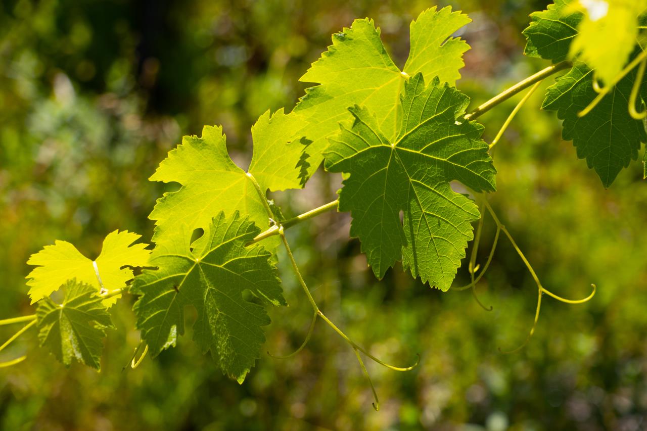 7551 Hunters Valley Road Mariposa, CA 95338 - Photo 55 of 78 a view of a plant