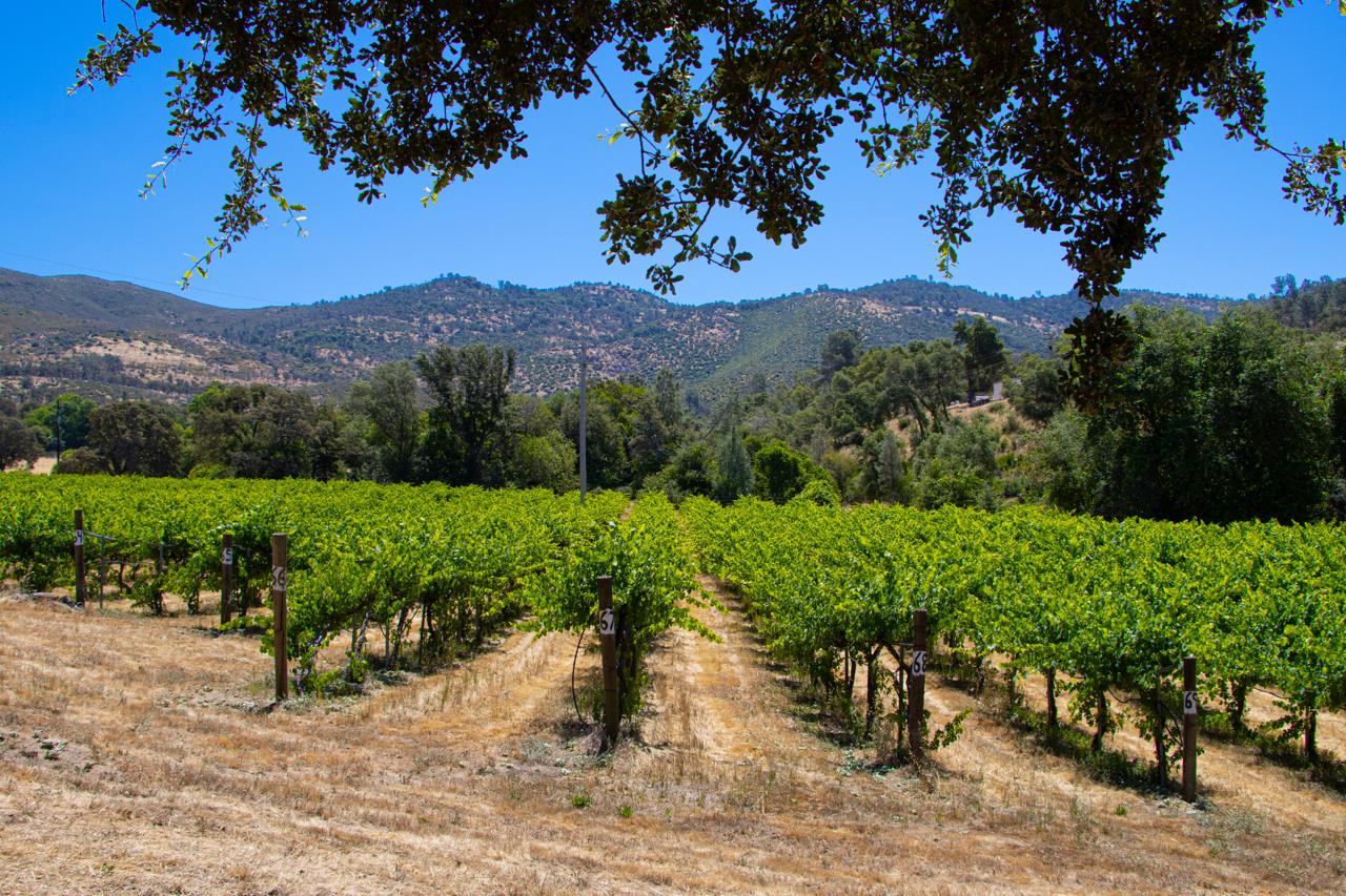 7551 Hunters Valley Road Mariposa, CA 95338 - Photo 57 of 78 a view of a garden with a tree