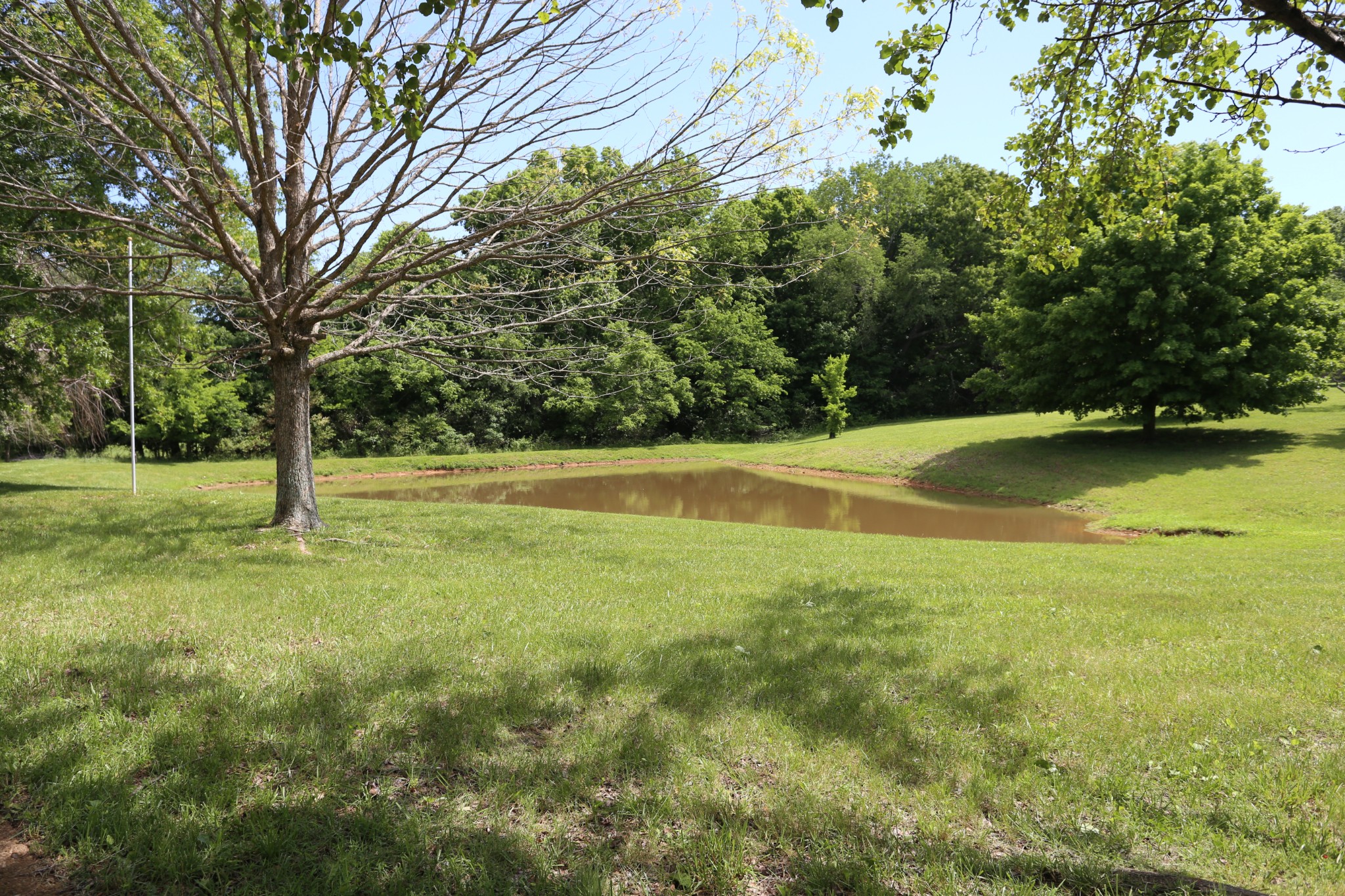 4026 Windland Drive Springfield, TN 37172 - Photo 4 of 48 a view of a yard with a tree
