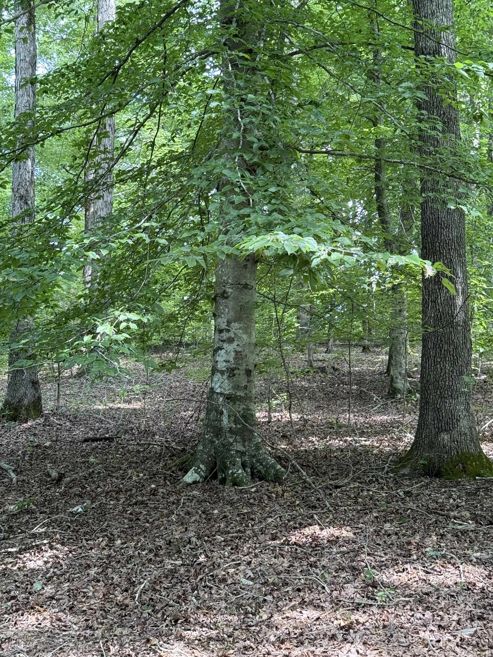 1 Choate Creek Road Savannah, TN 38372 - Photo 11 of 22