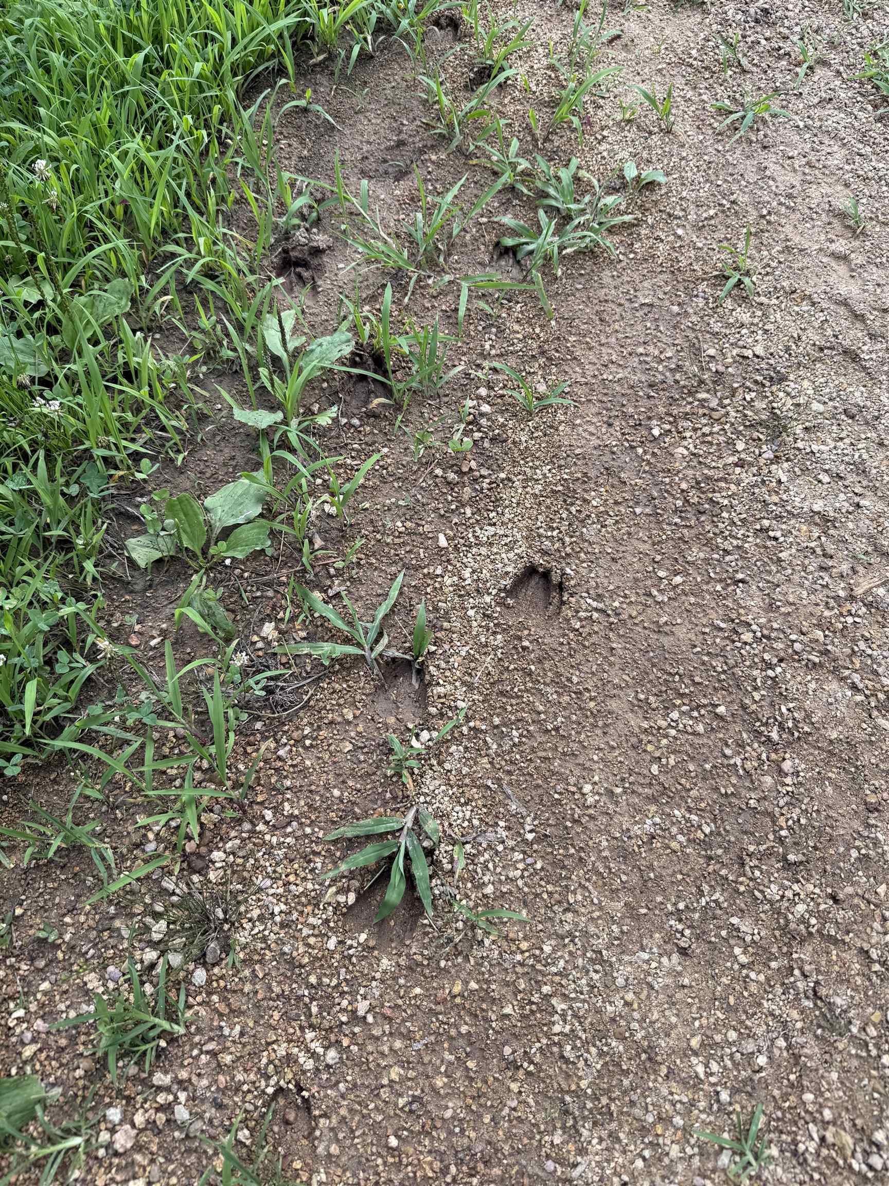 1 Choate Creek Road Savannah, TN 38372 - Photo 4 of 22