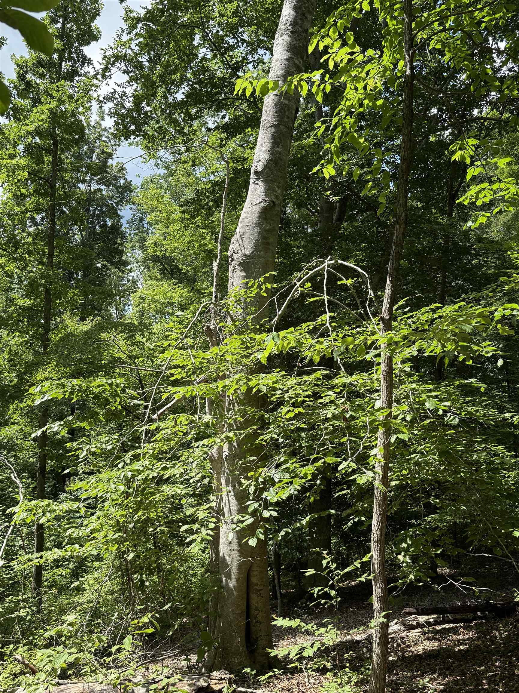 1 Choate Creek Road Savannah, TN 38372 - Photo 10 of 22