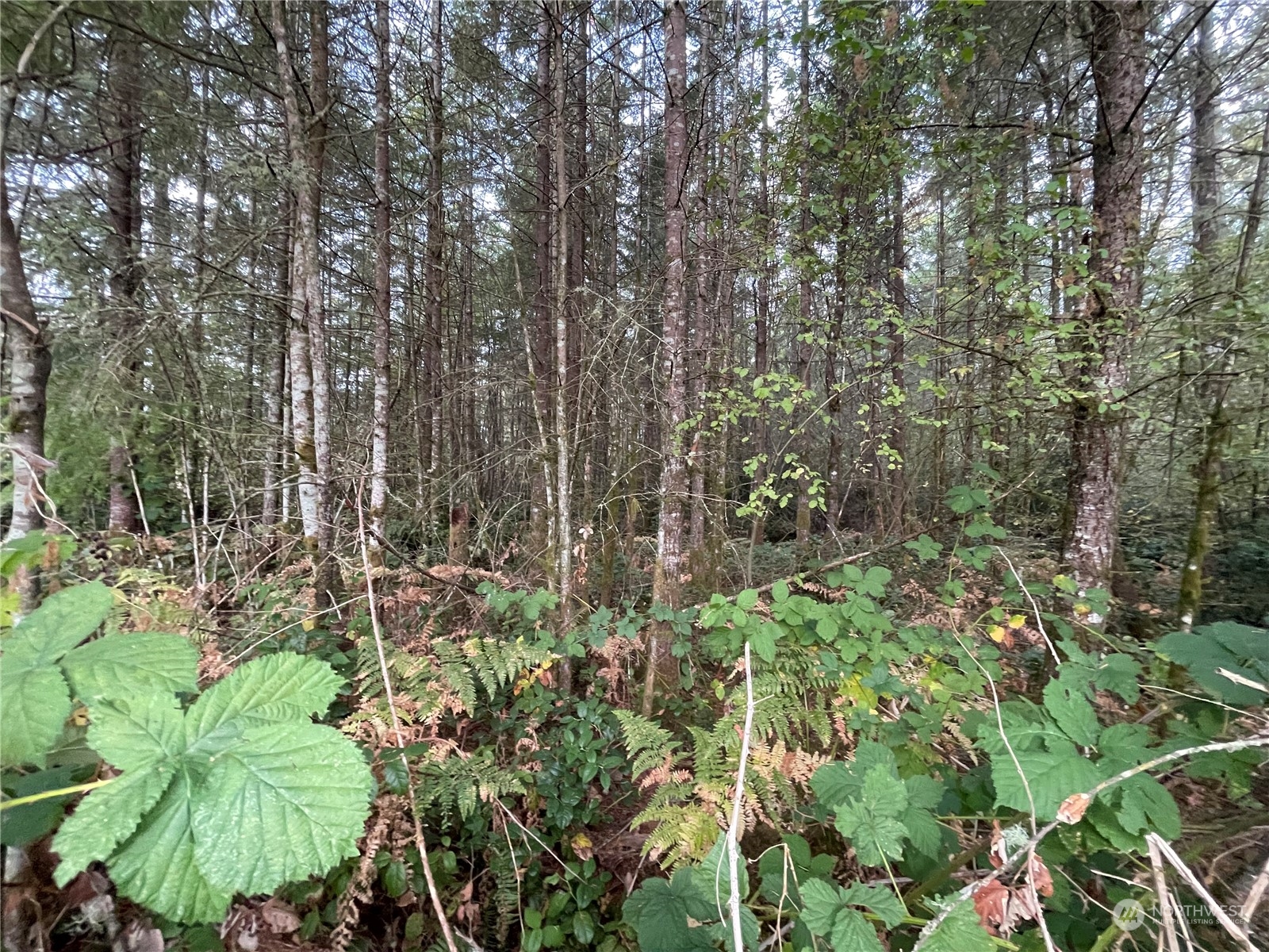 13804 Bandix Road Southeast Olalla, WA 98359 - Photo 14 of 16 Gallery Image 14
