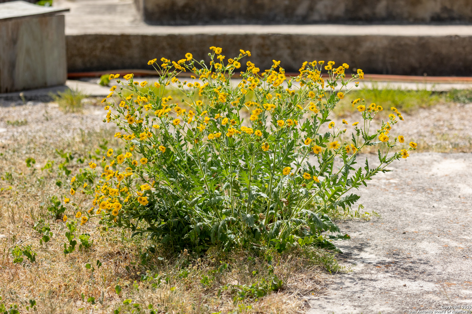83 North U.S. Highway 83 Leakey, TX 78873 - Photo 15 of 18 a view of a garden with a chair