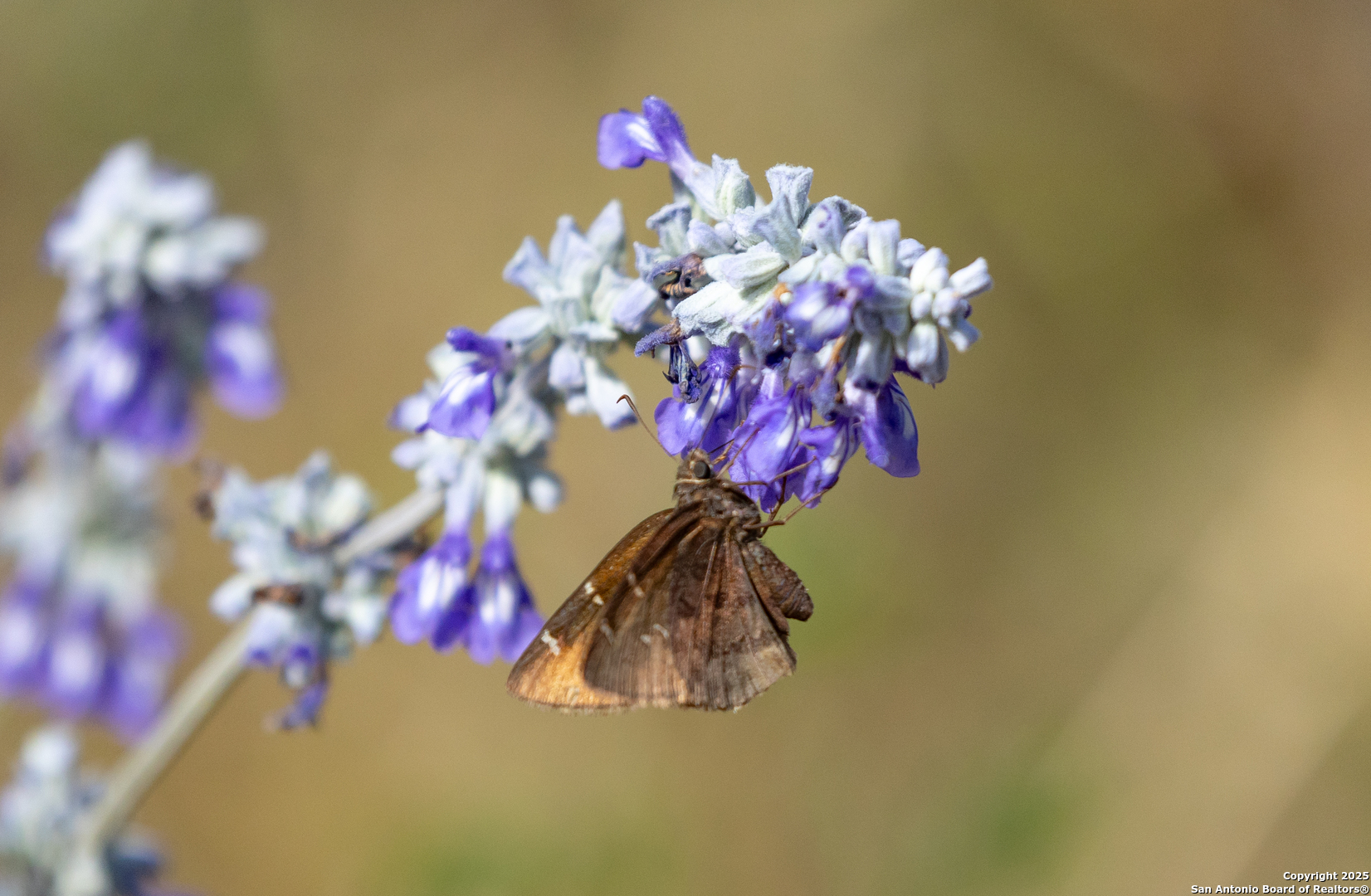 83 North U.S. Highway 83 Leakey, TX 78873 - Photo 17 of 18 a view of a flower