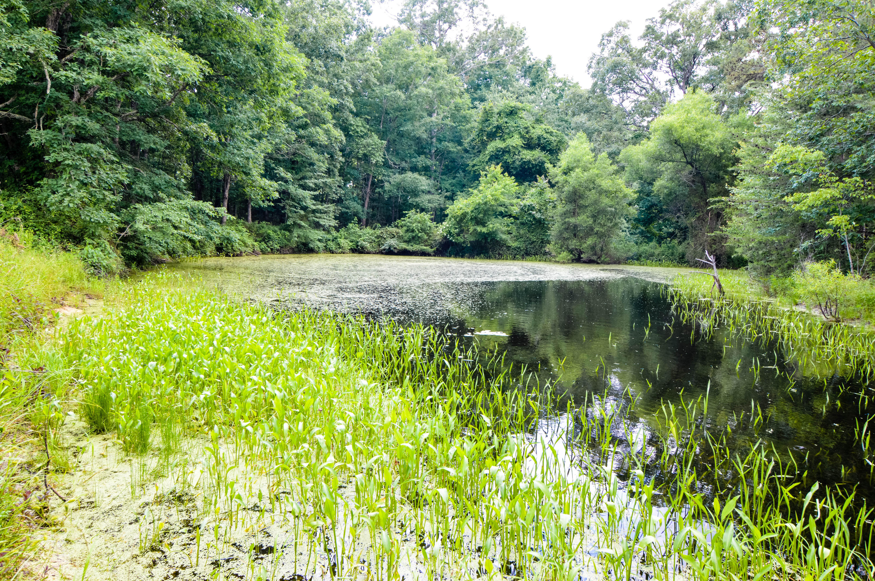164 Ett Brown Road Deer Lodge, TN 37726 - Photo 39 of 40 DSC_0500
