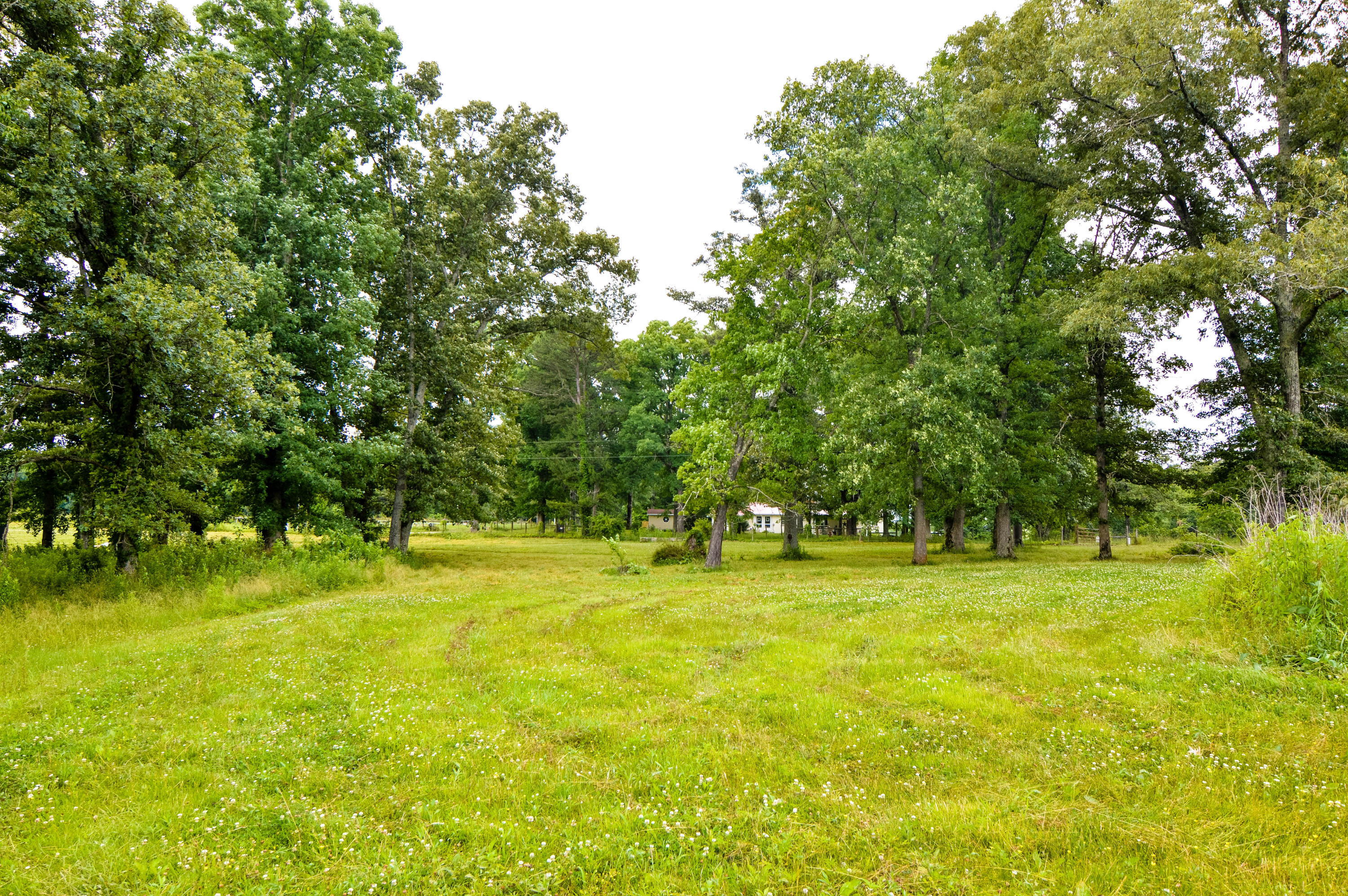 164 Ett Brown Road Deer Lodge, TN 37726 - Photo 9 of 40 DSC_0488