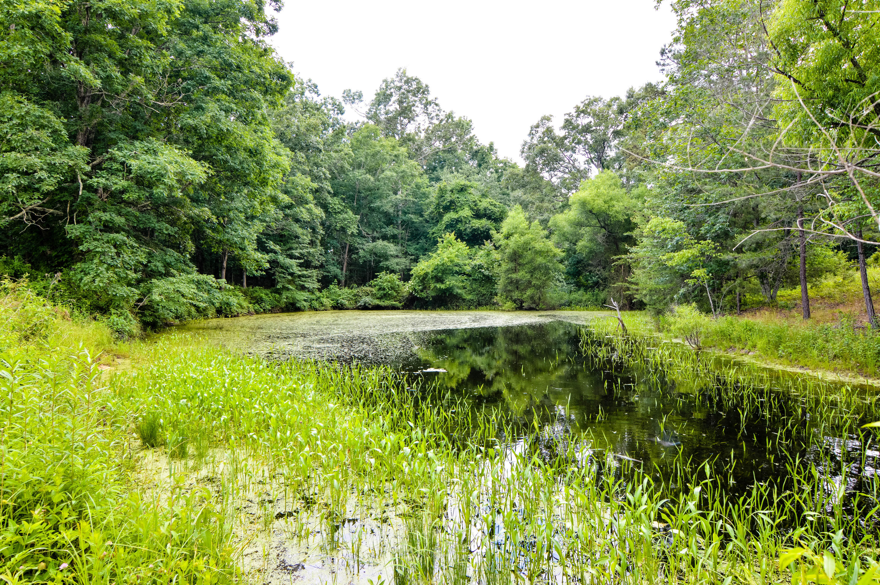 164 Ett Brown Road Deer Lodge, TN 37726 - Photo 10 of 40 DSC_0494