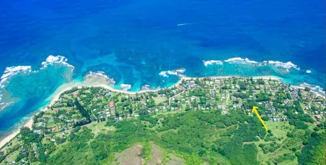 a view of a flower in a garden