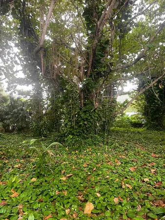 a view of a tree with a tree in a yard