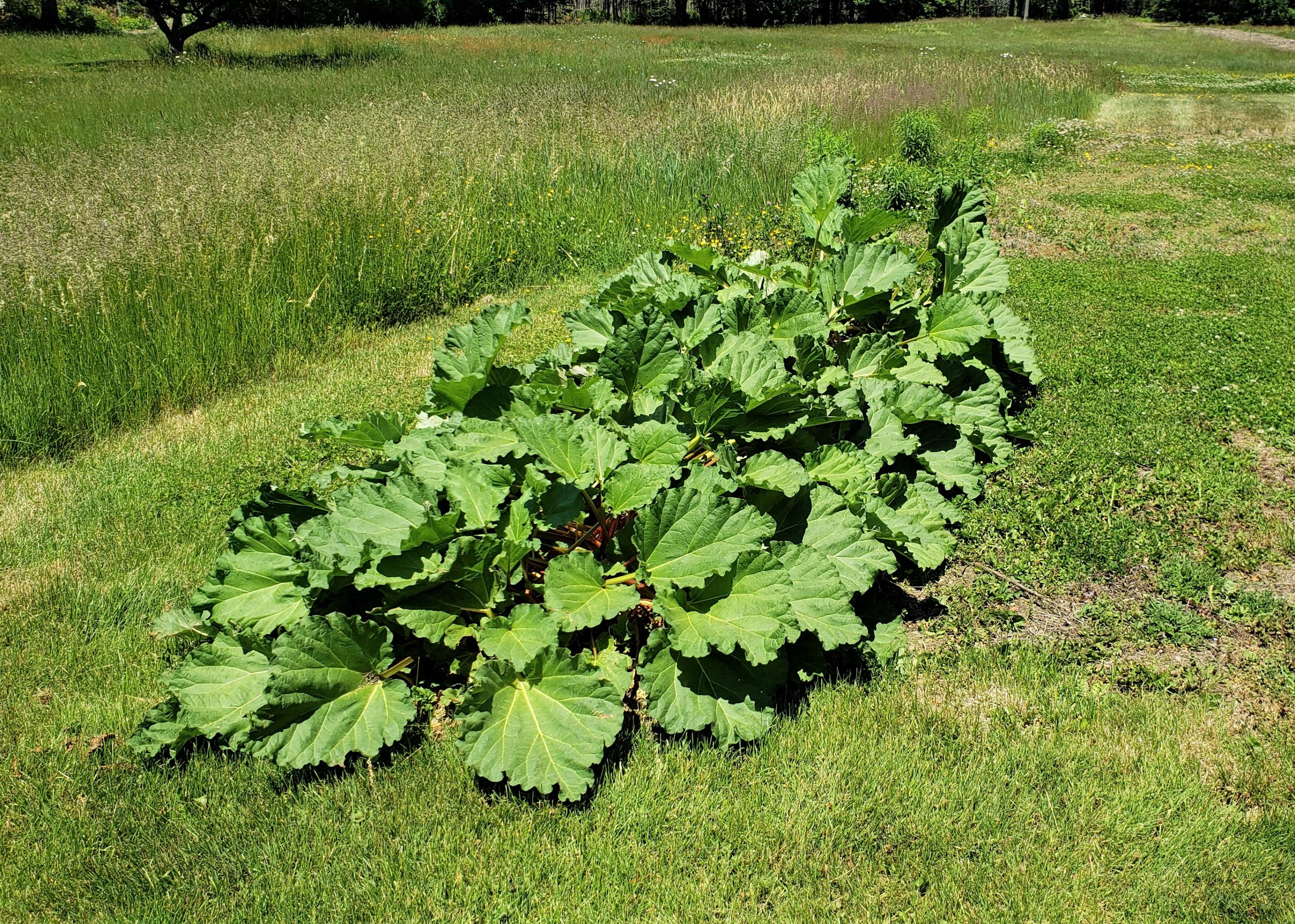 388 East Benton Road Waterville, ME 04901 - Photo 30 of 38 Rhubarb Patch