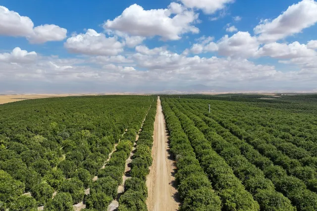 a view of a yard with an trees