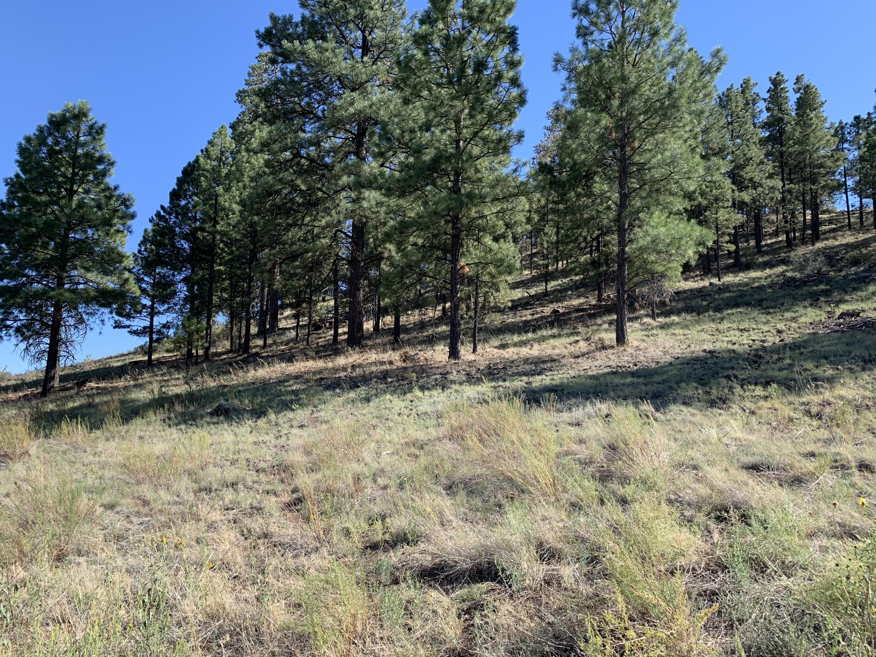11668 North Rope Arabian Road, Unit 2 Flagstaff, AZ 86004 - Photo 2 of 11 a view of a yard with a tree