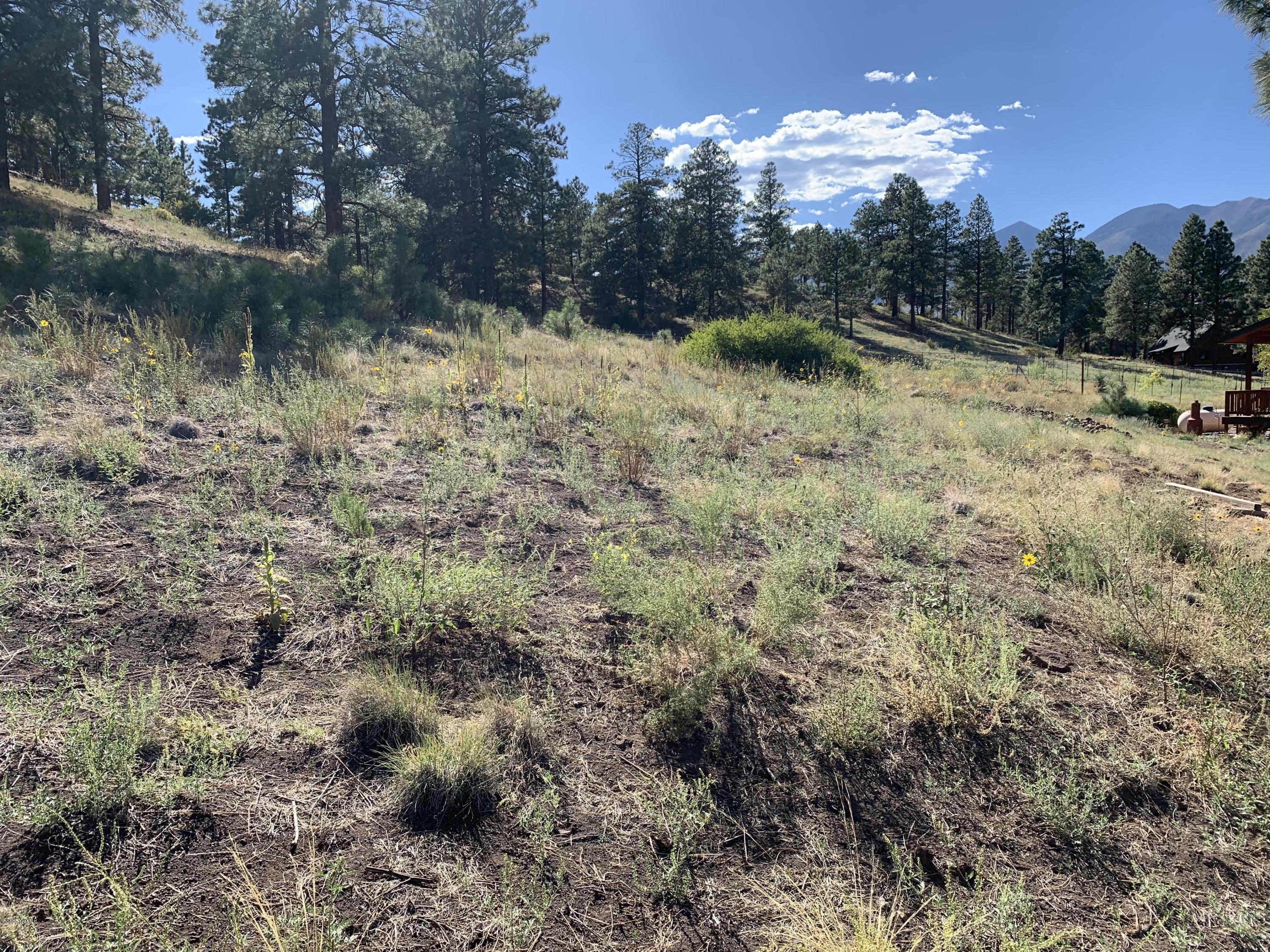 11668 North Rope Arabian Road, Unit 2 Flagstaff, AZ 86004 - Photo 3 of 11 a view of a forest with trees in the background