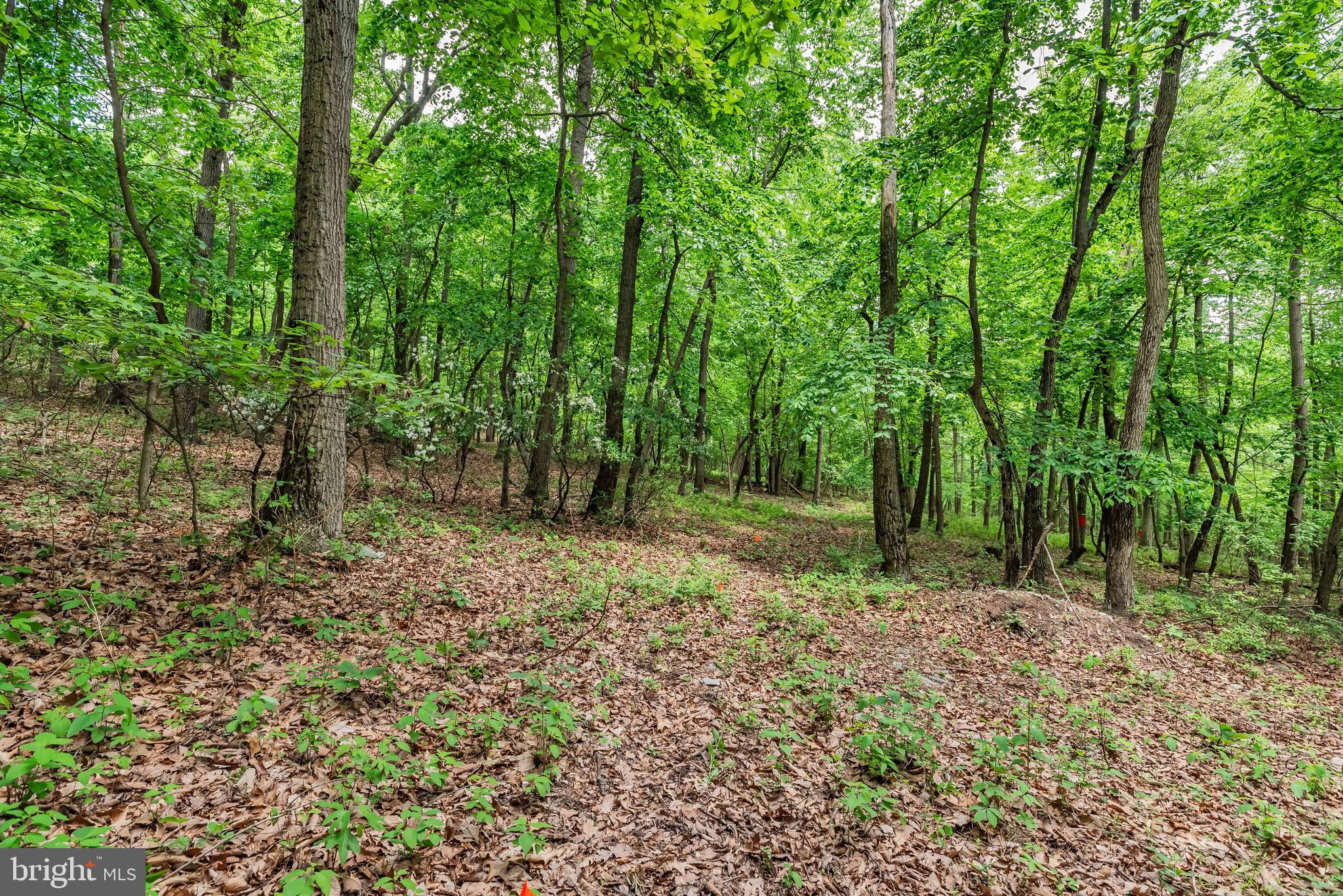 Lot 1 Whiskey Springs Road Boiling Springs, PA 17007 - Photo 14 of 21 Gallery Image 14